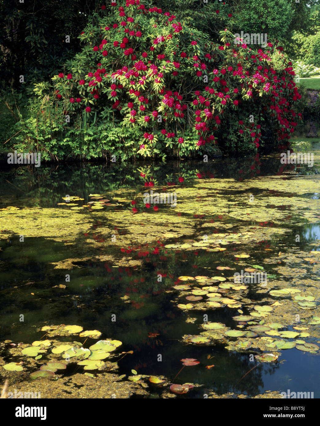 Seerosen in den Burggraben Rhododendron Doncaster Scotney Castle Garden kann Stockfoto