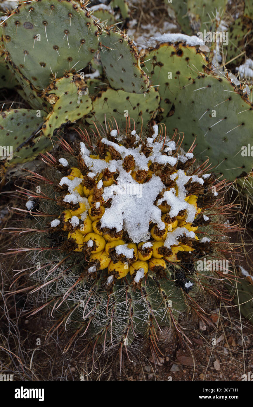 Angelhaken Barrel Cactus mit Früchten im Schnee (Ferocactus Wislizeni) Feigenkaktus (Opuntia Spp) hinter - Sonora-Wüste AZ Stockfoto