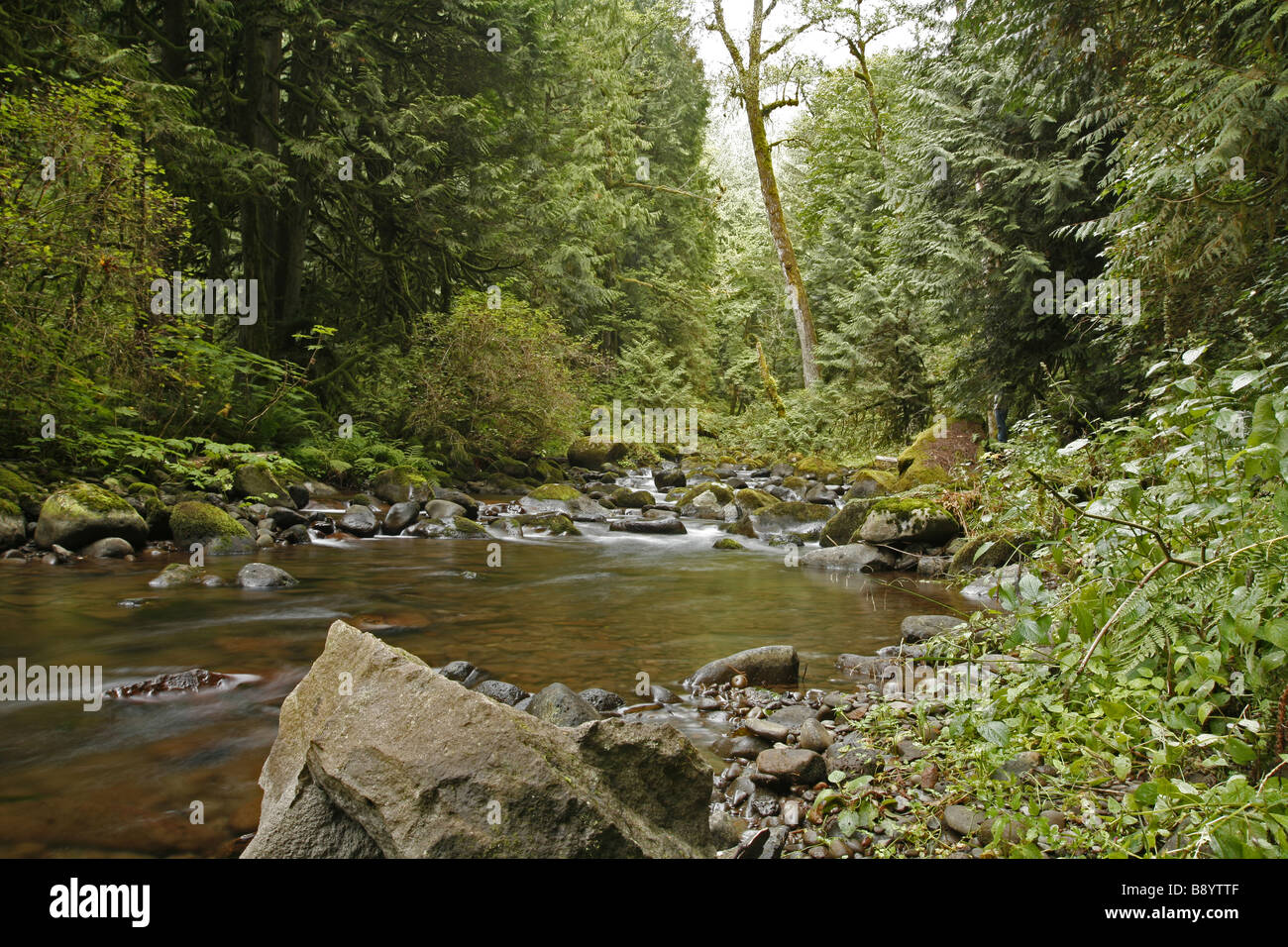 Nebenfluss des Columbia River Gorge Stockfoto