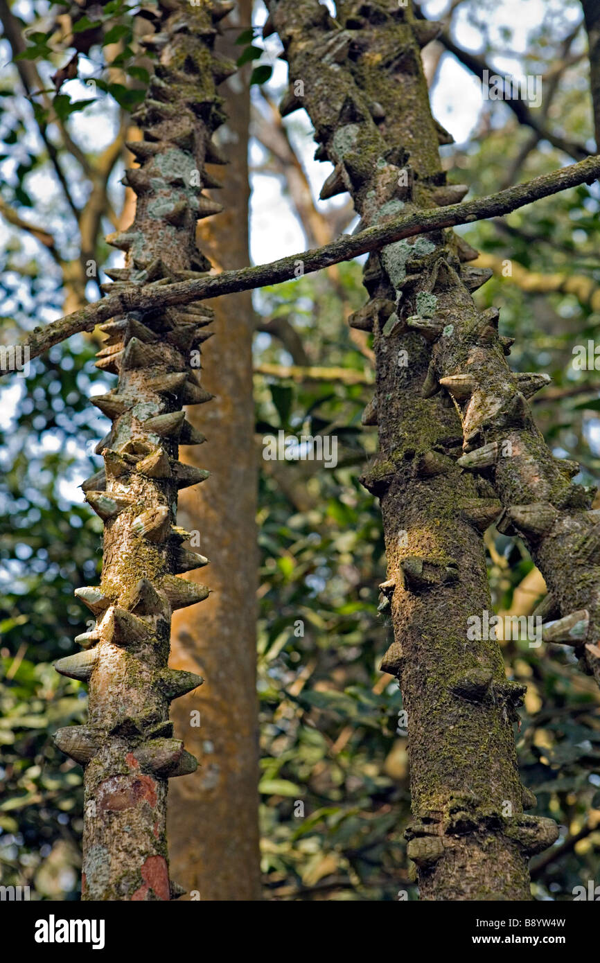 Chitwan Nationalpark Nepal Stockfoto