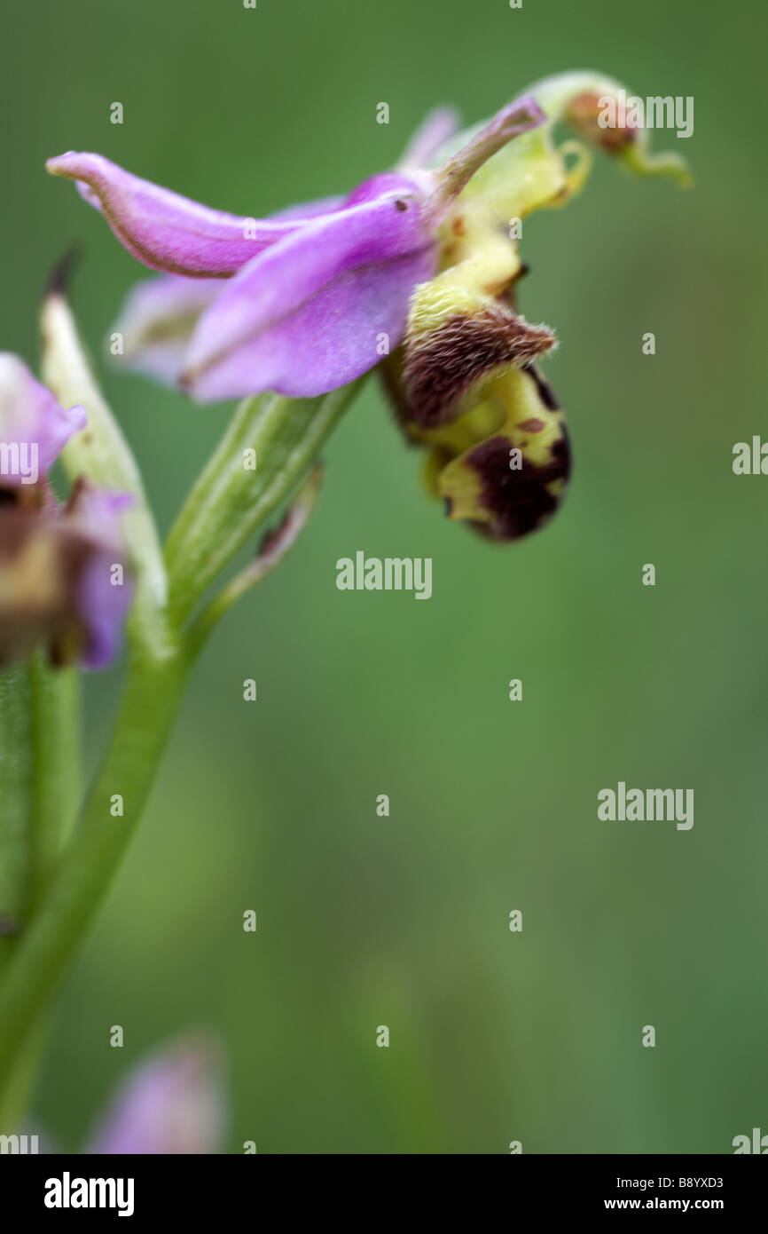 Biene Orchidee, Ophrys Apifera, Impressionen im Sommer in Dorset Stockfoto