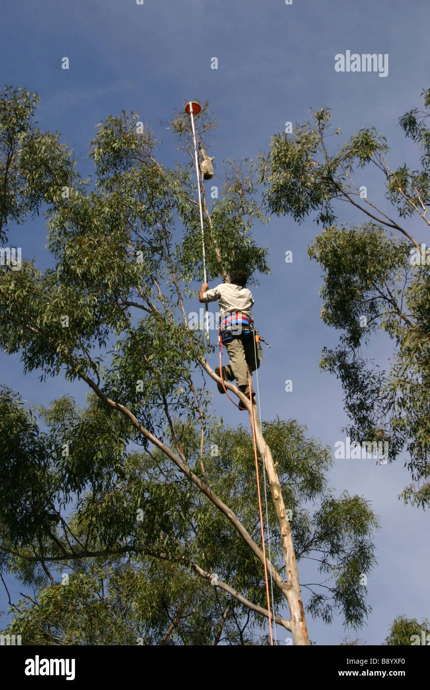 Ein Bergsteiger besteigt einen Baum zur Förderung eines Koalas zu steigen, wo sie sicher erfasst werden können Stockfoto