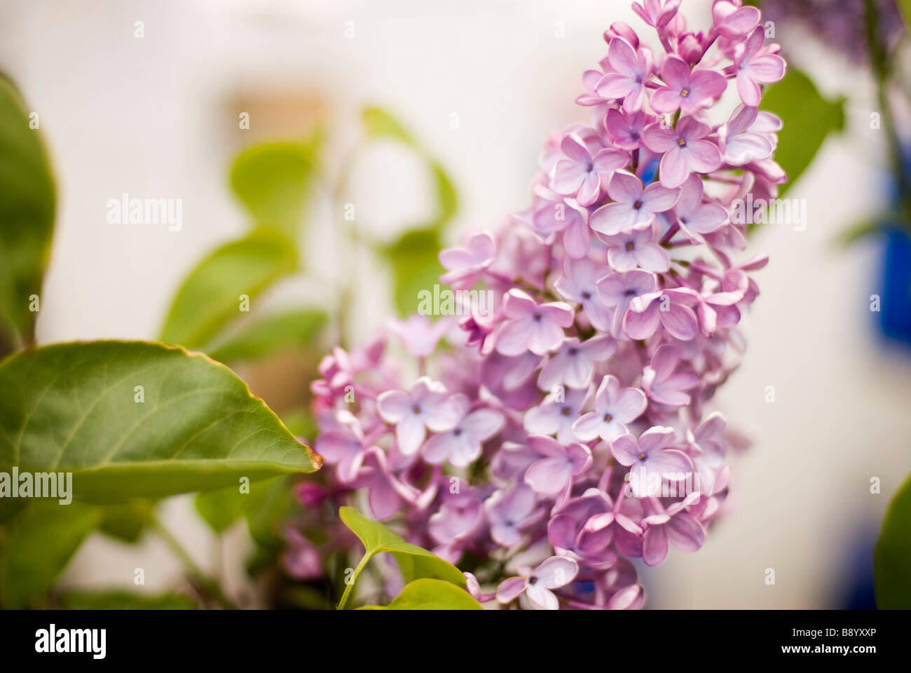 lila Blume Stockfoto