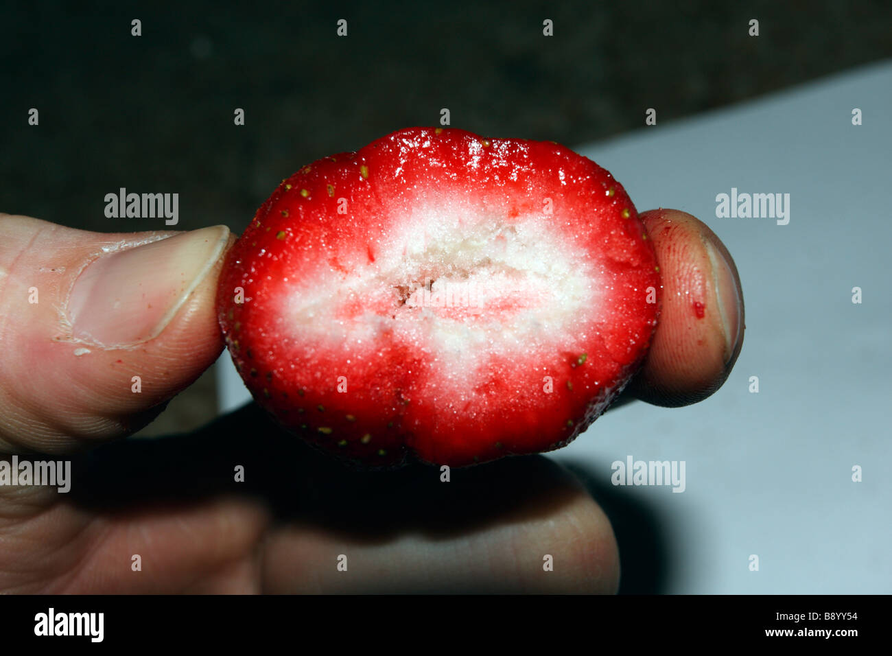 Innere des gefrorenen Erdbeeren mit Biss, die es in den Fingern entnommen. Stockfoto