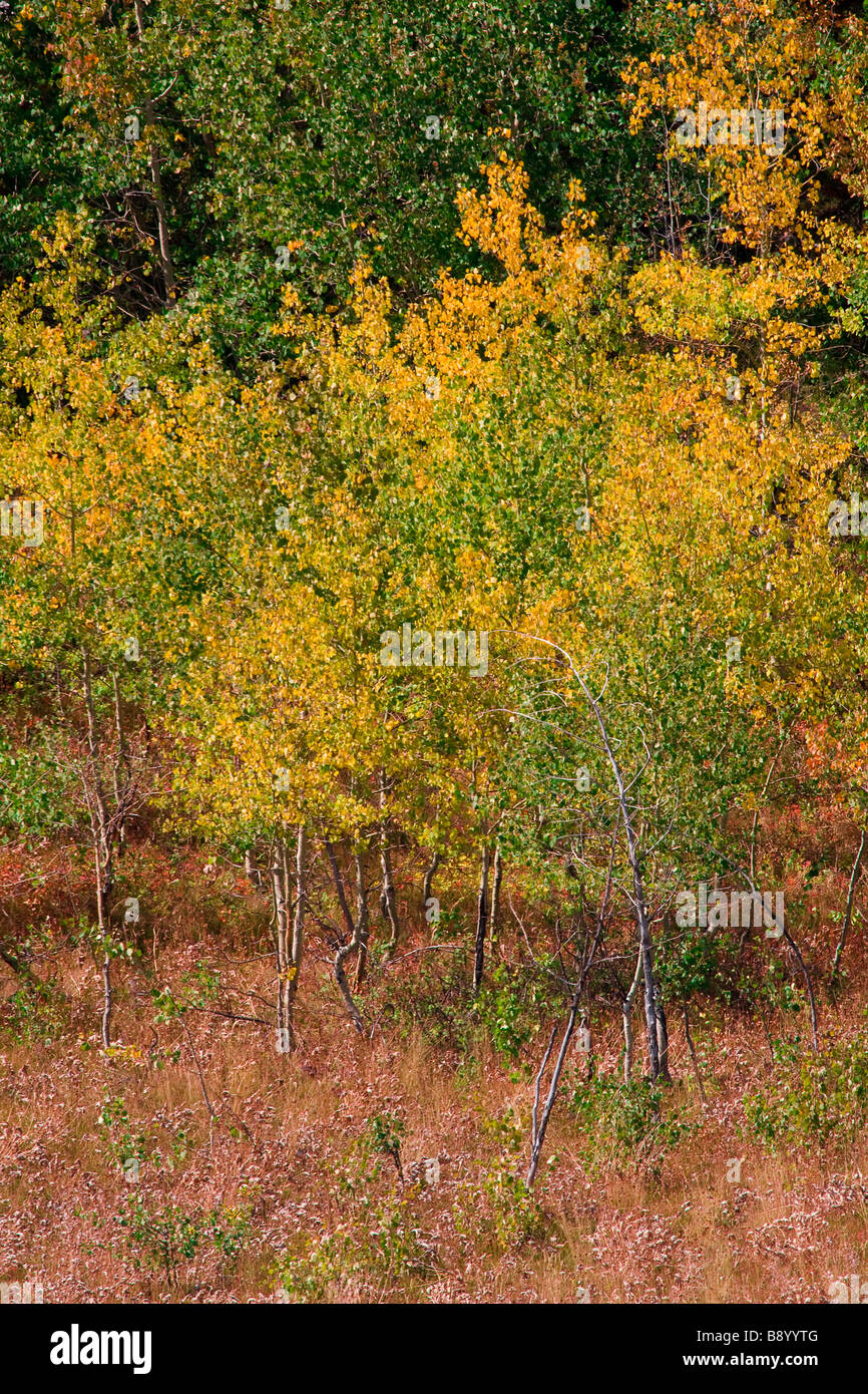 Herbst Herbstfarben im Grand Teton National Park in Wyoming USA Stockfoto