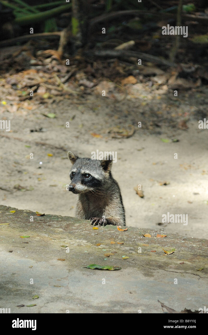 Nördlichen Waschbär Peering Stockfoto