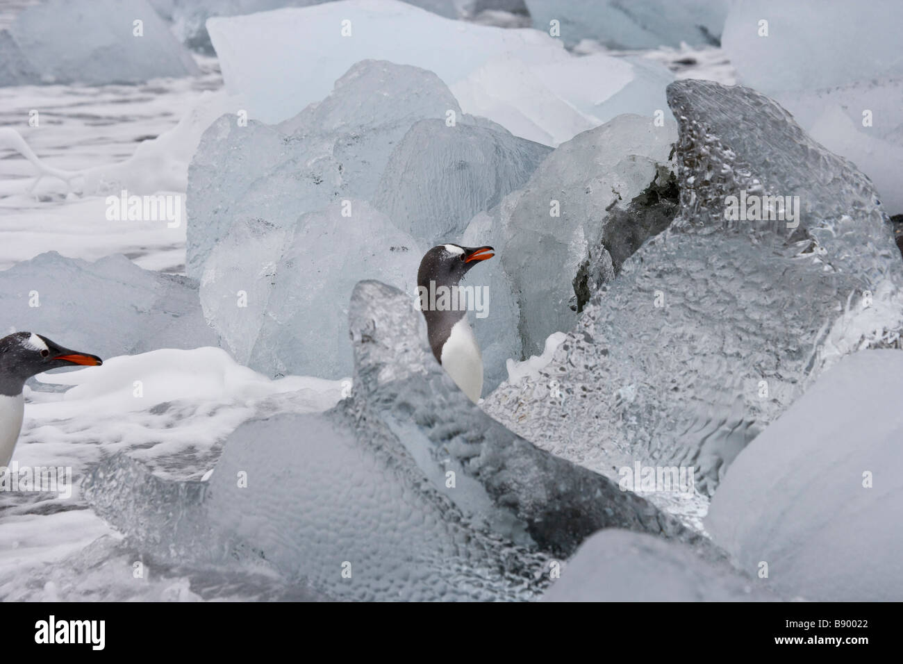 UK South Georgia Island Wirik Bay Gentoo Penguins Eis Stockfoto