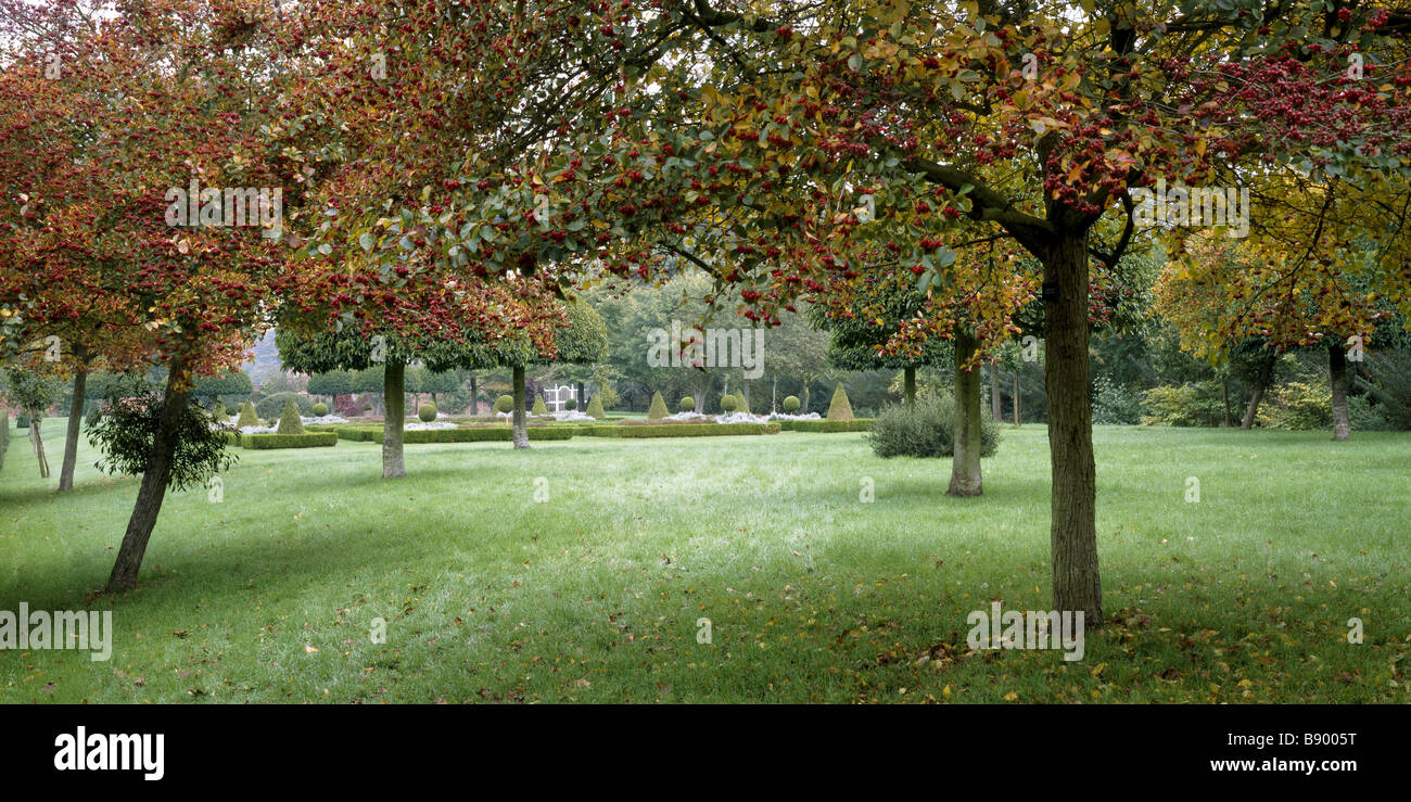 Dorn Baume Crataegus Crus Galli Von Der Quinkunx Bei Westbury Hofgarten Gloucestershire Stockfotografie Alamy