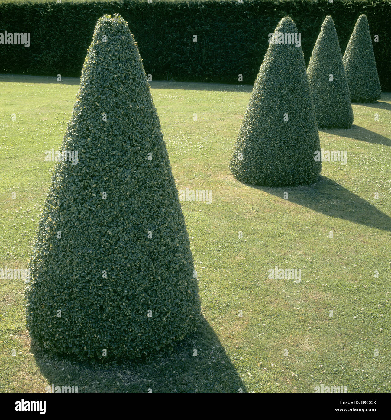 Eine Linie der Box Formschnitt Kegel stehen Wächter bei Westbury Hofgarten, Gloucestershire Stockfoto