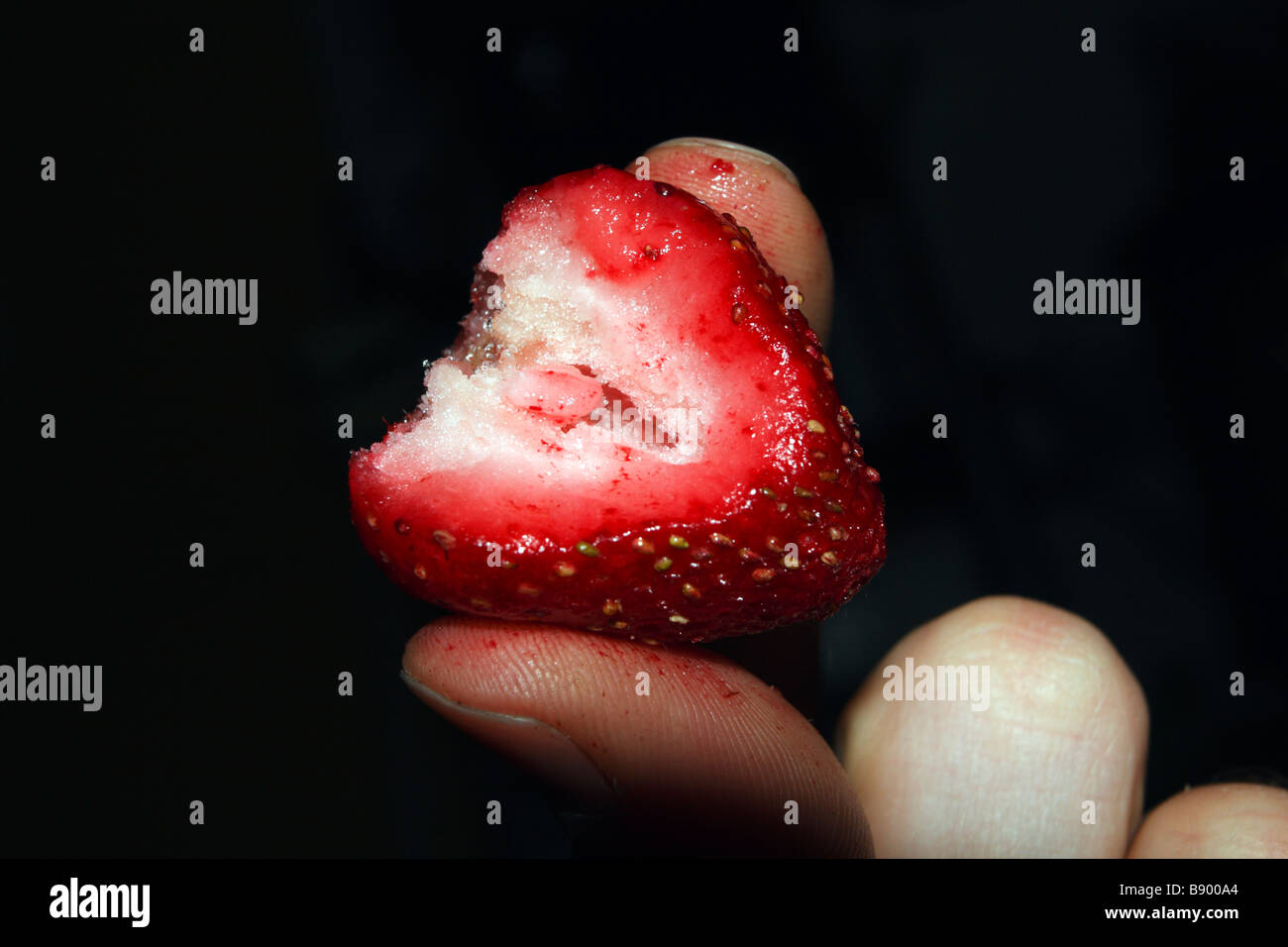Gefrorene Erdbeeren in den Fingern. Stockfoto