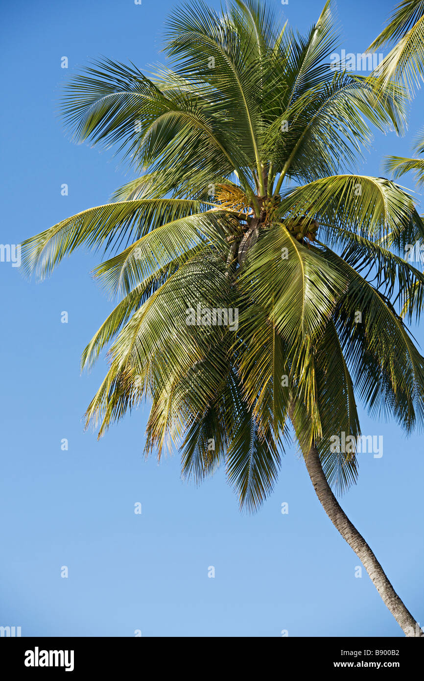Junge Kokosnuss in einem Baum, Barbados, West Indies Stockfoto