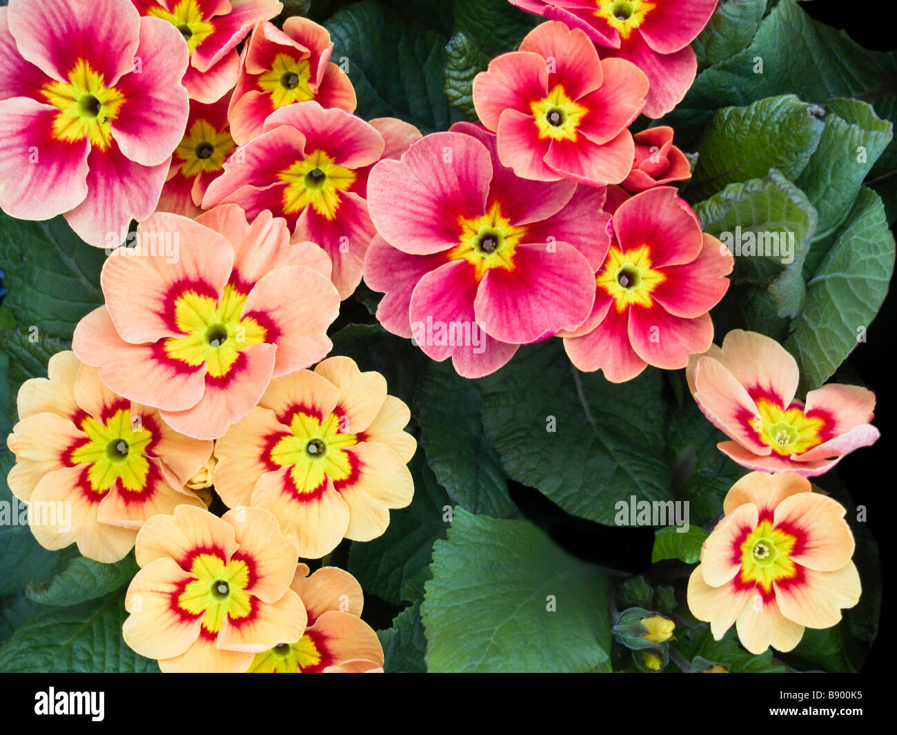 Rot, Orange & Gelbe Primel Blumen Stockfoto