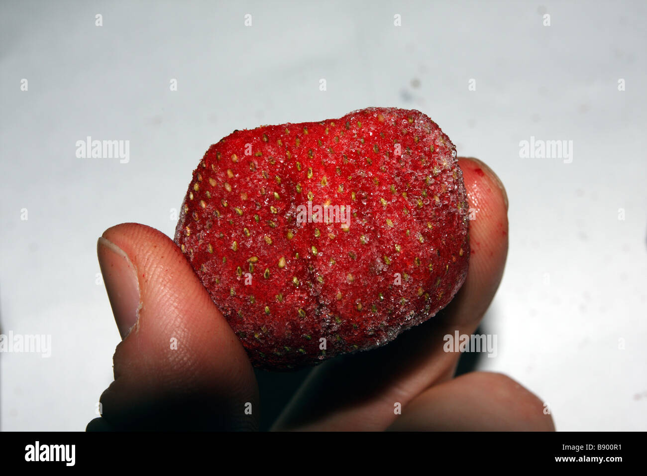 Gefrorene Erdbeeren in den Fingern. Stockfoto