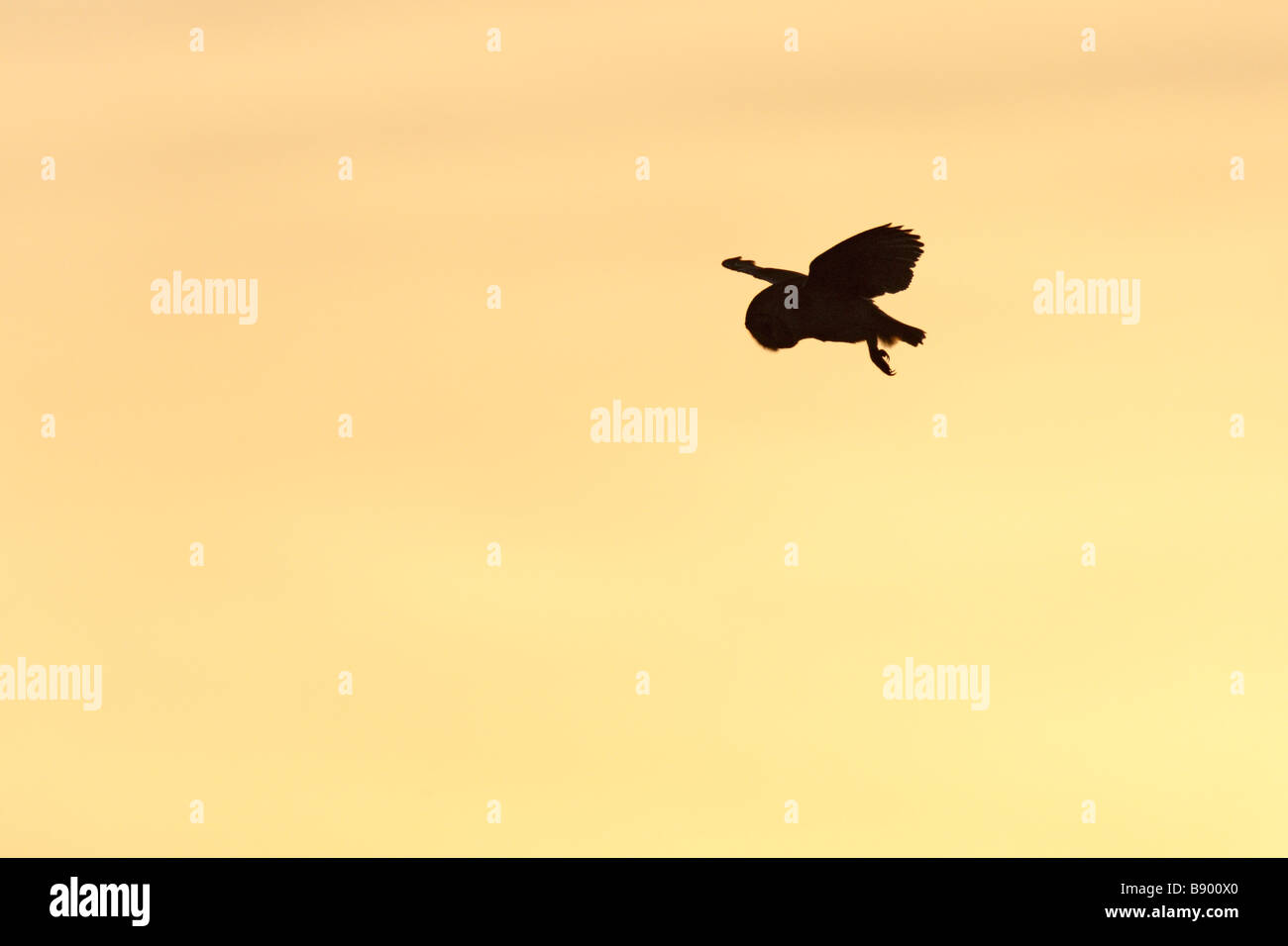 Schleiereule Tyto Alba Flug jagen Sonnenuntergang Stockfoto