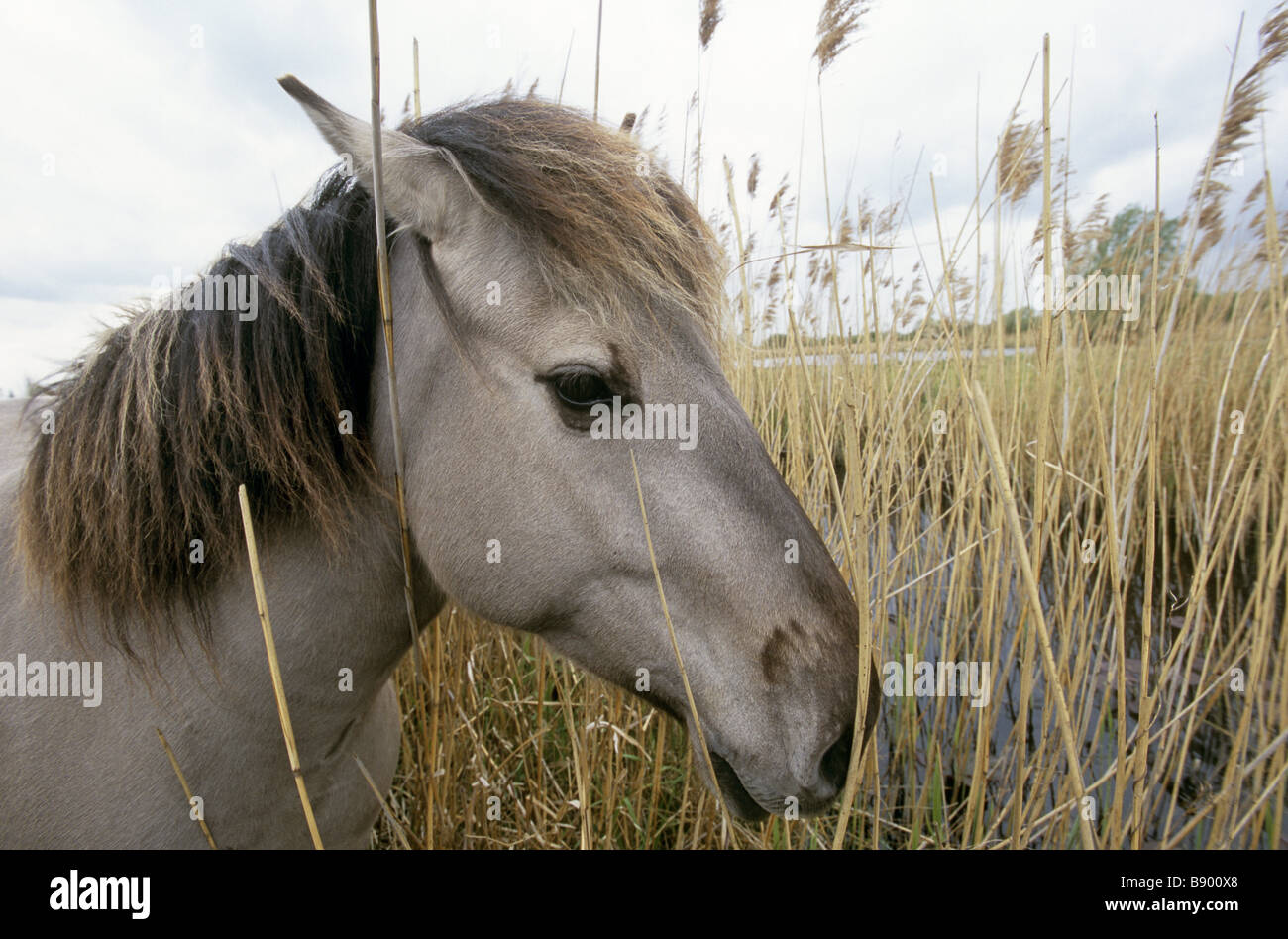Konik Pony bei Wicken Fen Cambridgeshire die Wildpferde in das Moor verwendet werden, löschen und verwalten das Peeling Stockfoto