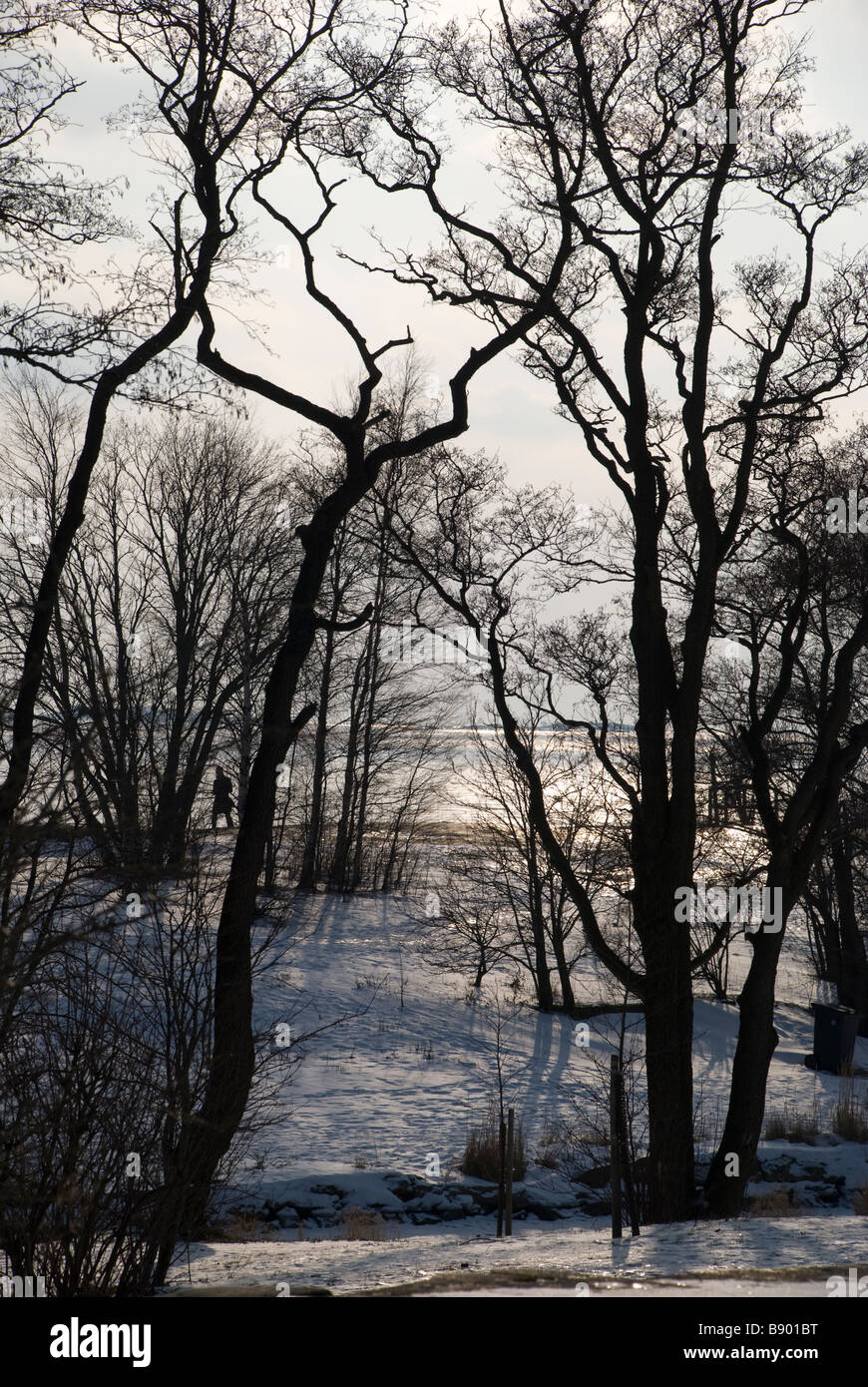 Silhuette Bäume im winter Stockfoto