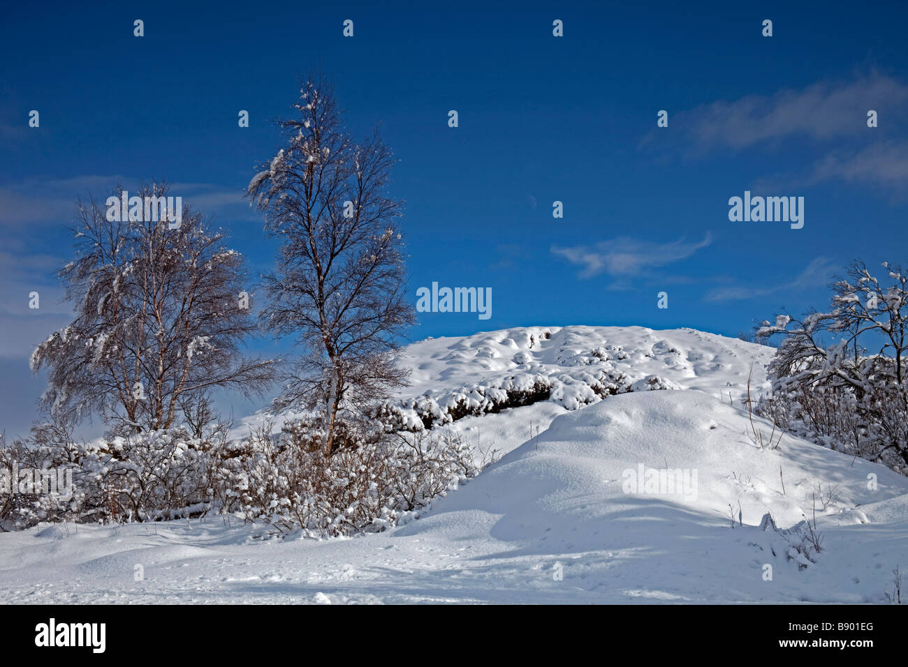 Von Bäumen gesäumten schneebedeckte Landschaft, Rannoch Moor, nach Osten, Schottisches Hochland, Schottland, UK, Europa Stockfoto