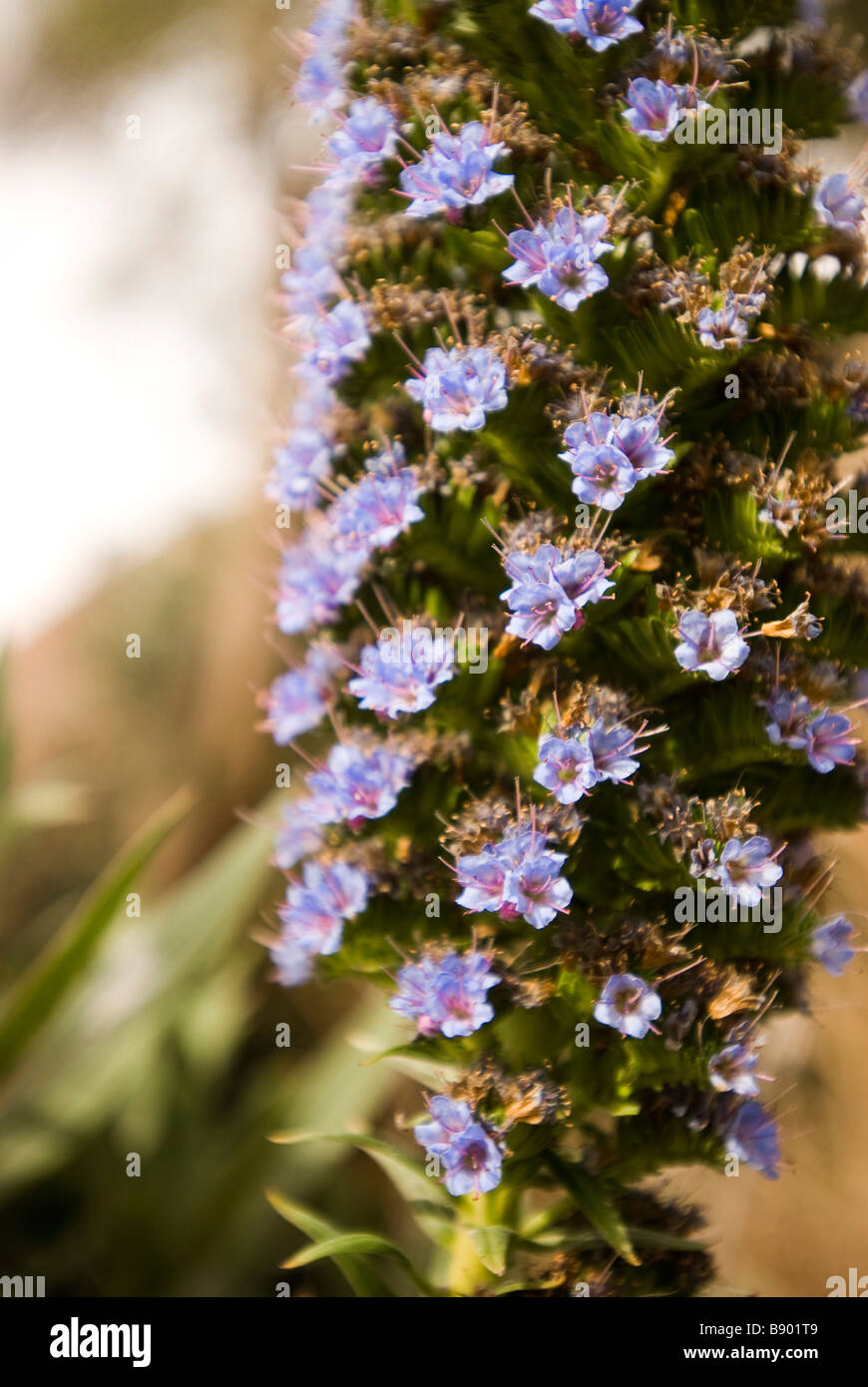 Lavendelblüten Stockfoto