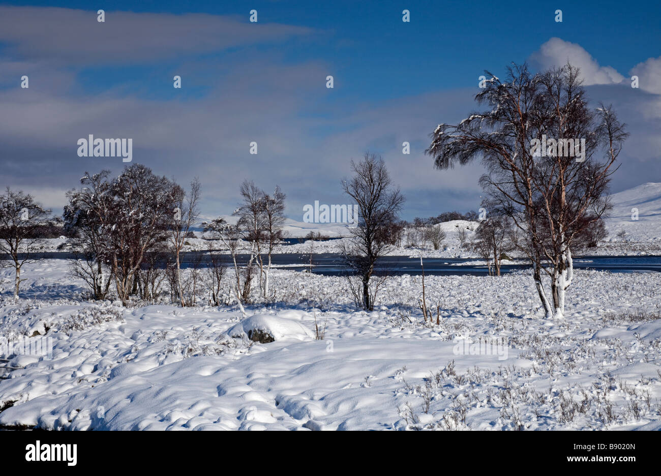 Von Bäumen gesäumten schneebedeckte Landschaft, Rannoch Moor, nach Osten, Schottisches Hochland, Schottland, UK, Europa Stockfoto