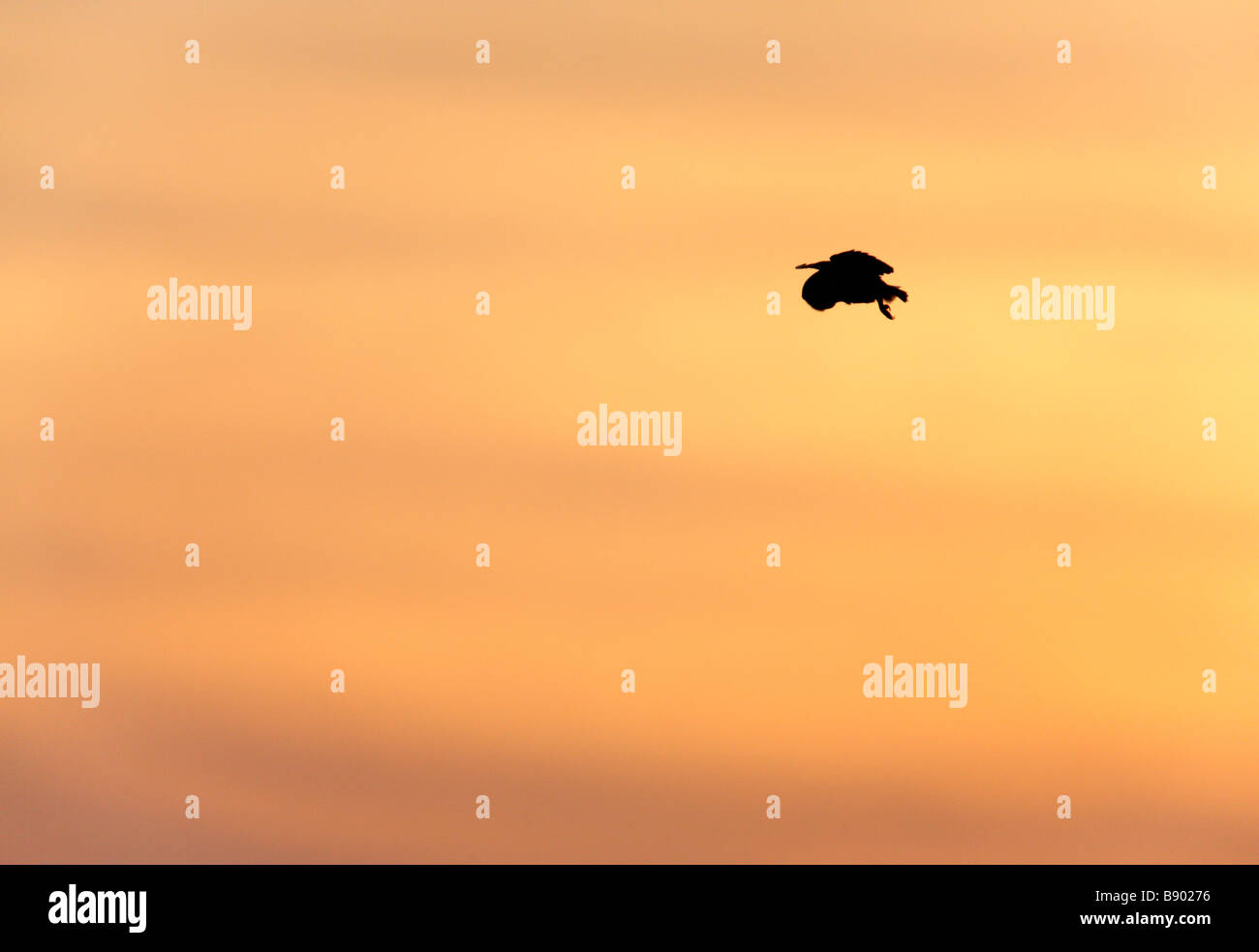Schleiereule Tyto Alba Flug jagen Sonnenuntergang Stockfoto