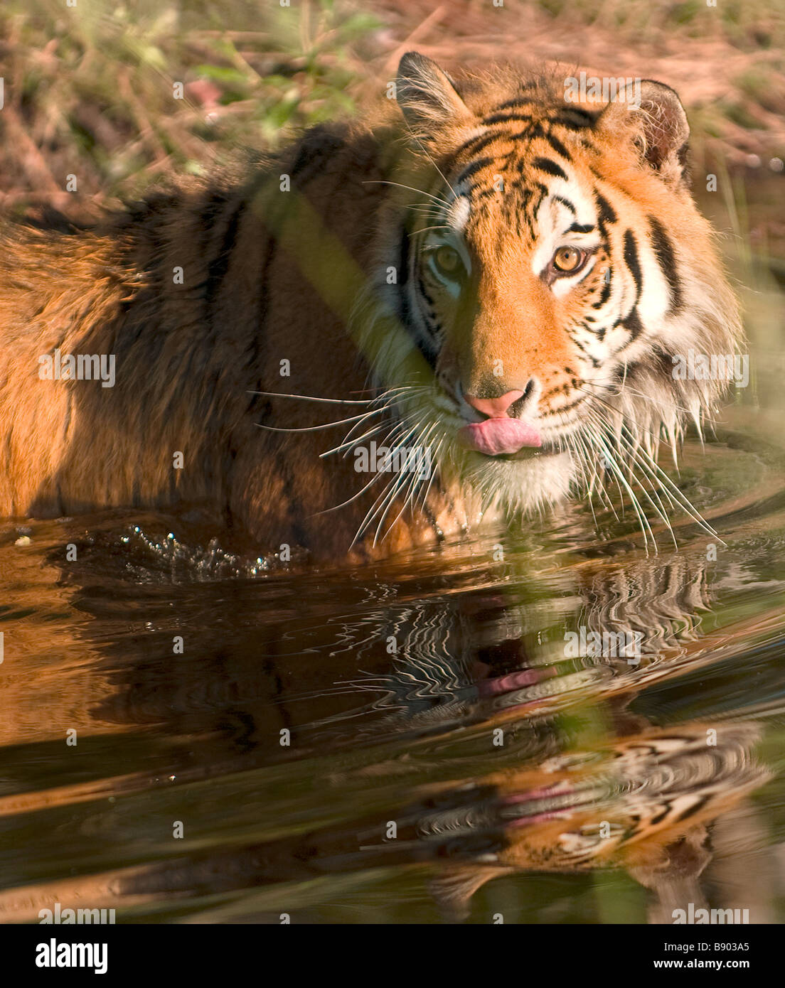 Sibirischer Tiger er einen Schluck aus dem Wasser einen flachen Teich, in dem es abkühlt Stockfoto