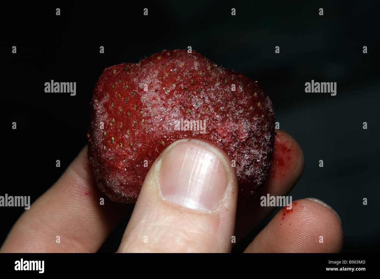 Gefrorene Erdbeeren in den Fingern, dunkel. Stockfoto