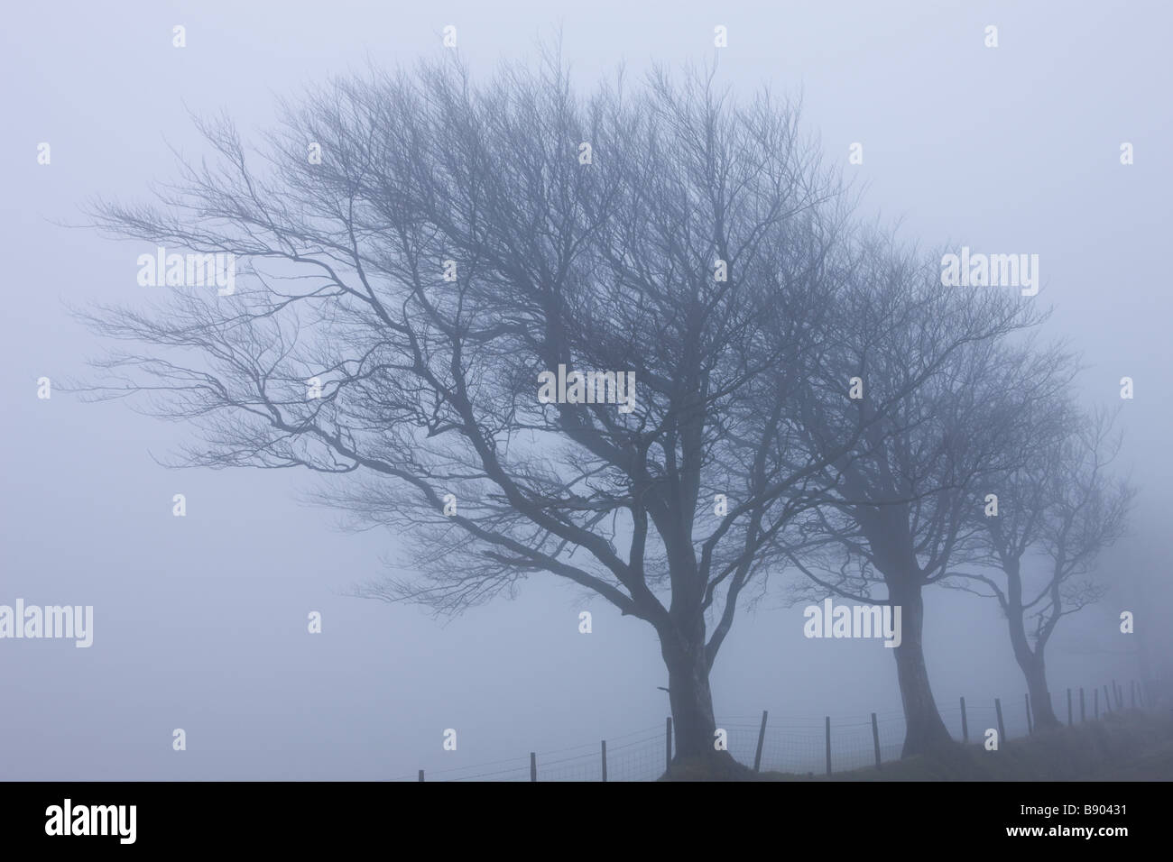 Bäume im dichten Nebel auf Stoke Pero gemeinsame Exmoor Nationalpark Somerset England Stockfoto