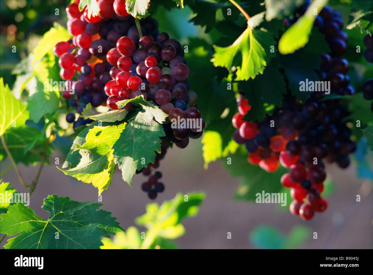 Rote Trauben am Rebstock Stockfoto