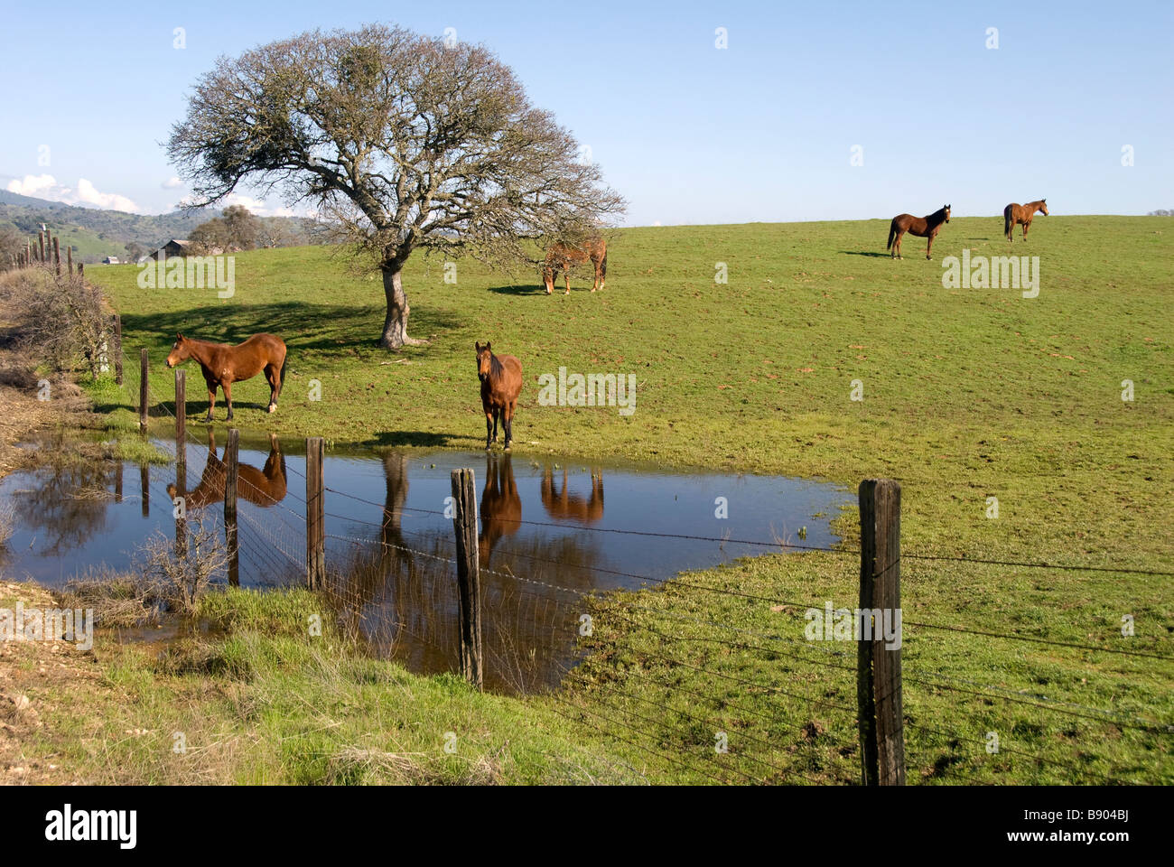 Reiterhof in der Nähe von Rock Creek Road Central Valley in Northern California Stockfoto