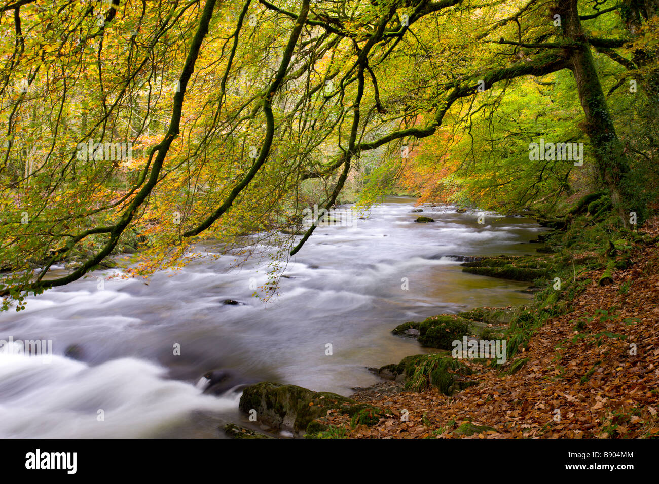 Herbstfärbung neben den Fluß Barle in der Nähe von Tarr Schritte Exmoor Nationalpark Somerset England Stockfoto