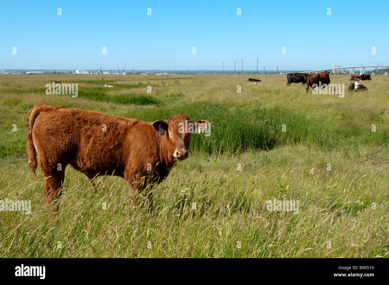 Inländischen Vieh, Elmley Sümpfe NNR, Kent, England, Sommer. Stockfoto