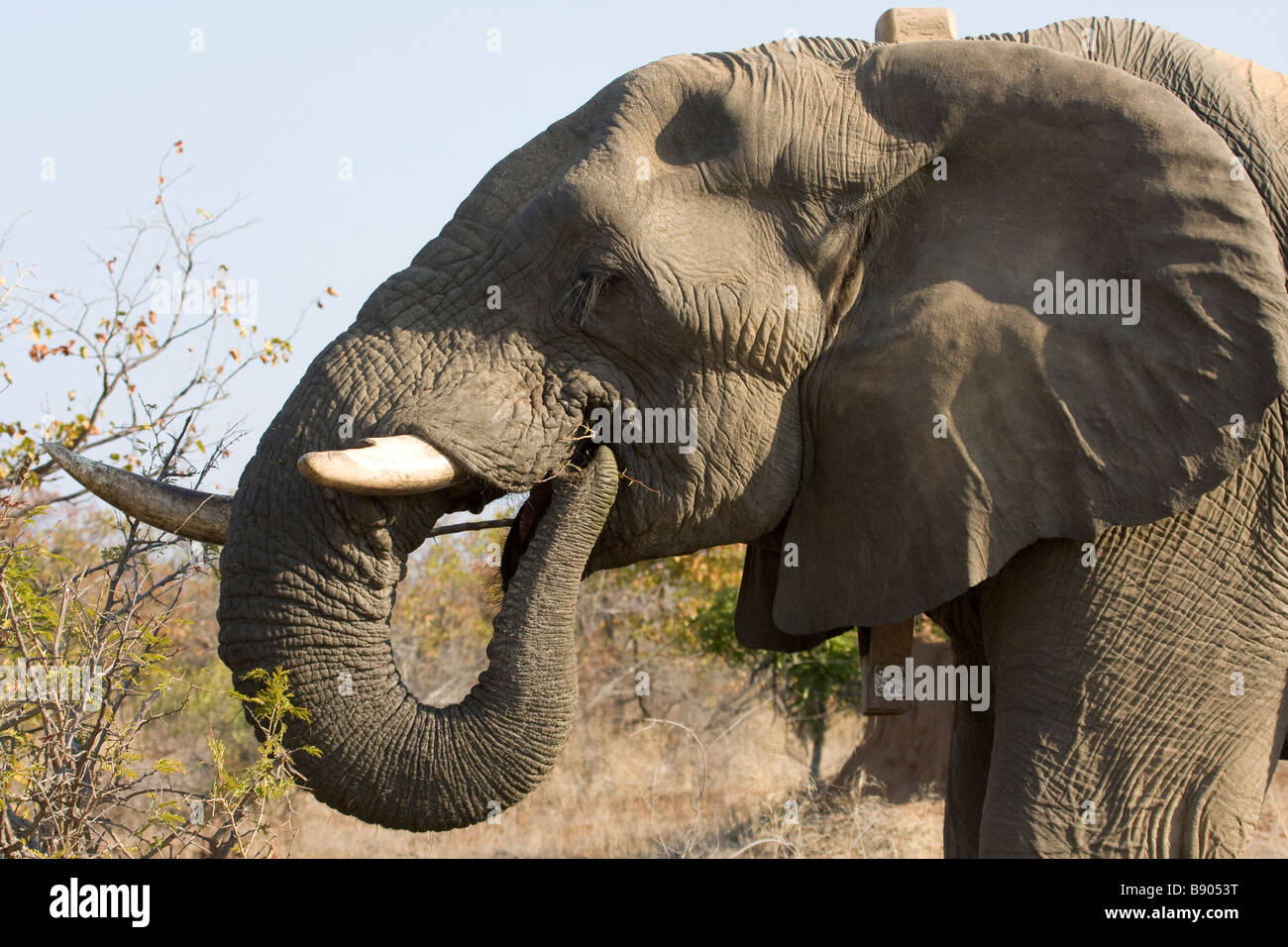 Einen Elefanten im Kruger National Park in Südafrika Stockfoto