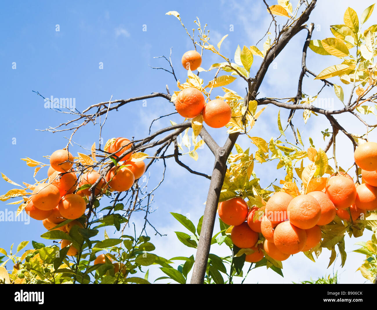 Orangenbaum, beladen mit Früchten Stockfoto