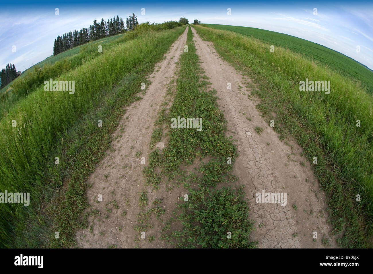 Ein Saskatchewan zweigleisige Feldweg in einem Feld der Prärie. Stockfoto