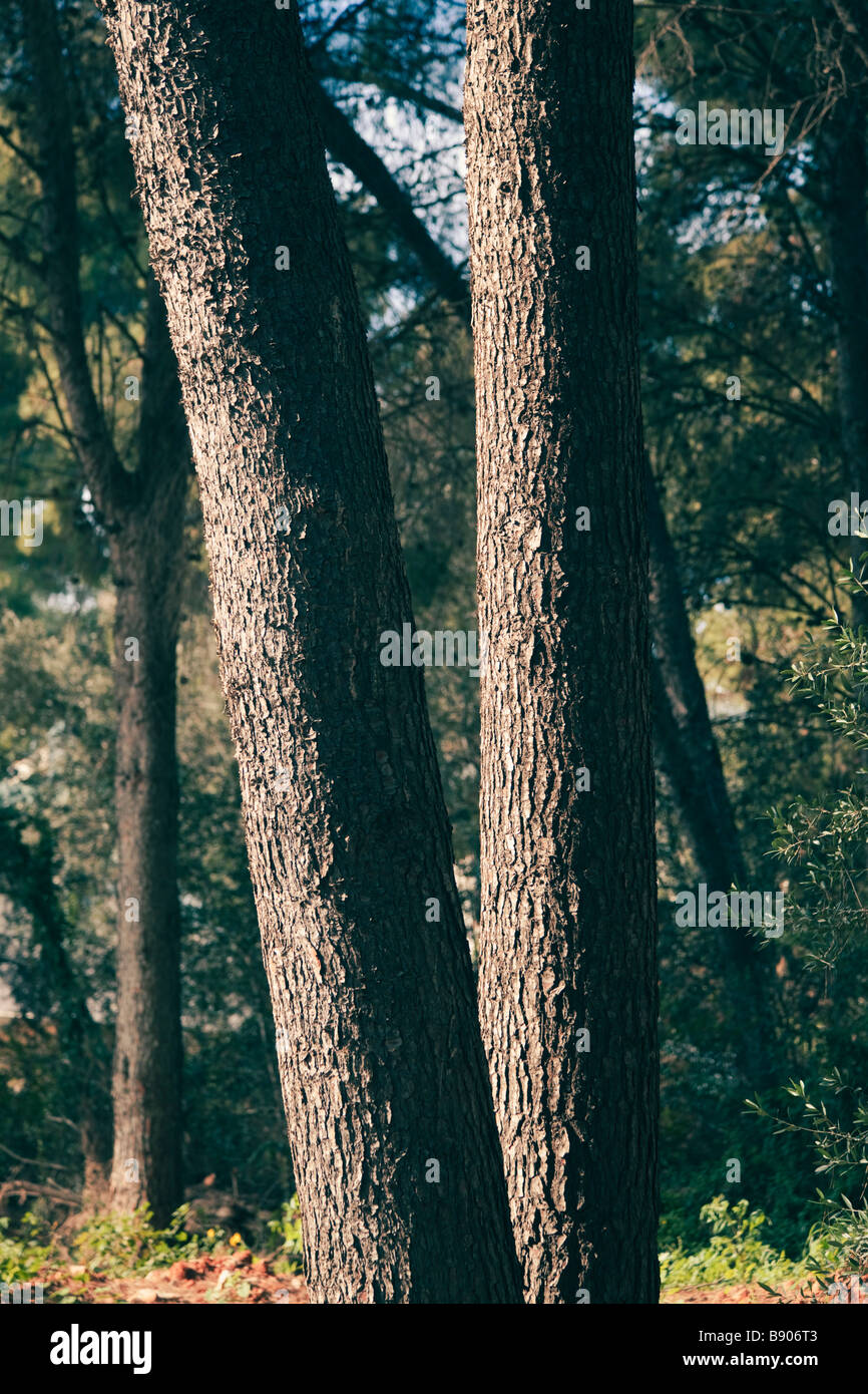 Zwei Bäume gelehnt in verschiedene Richtungen Stockfoto
