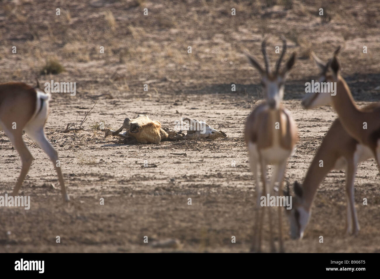 Springbock-Antilope stehen in der Kalari in der Nähe von den Knochen der Toten Springbock. Stockfoto