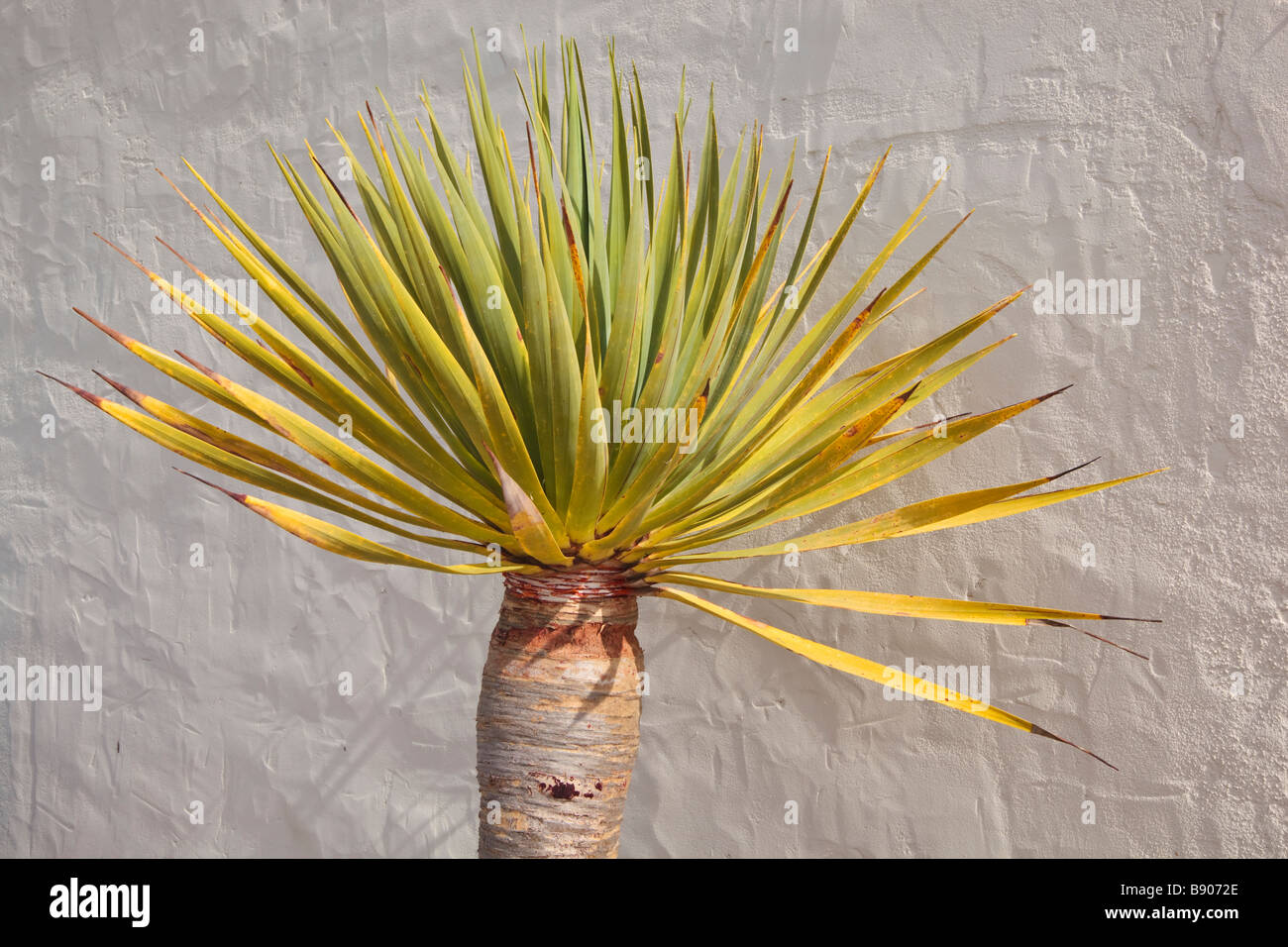 Leiter der Kaktus gegen weiße Wand Stockfoto