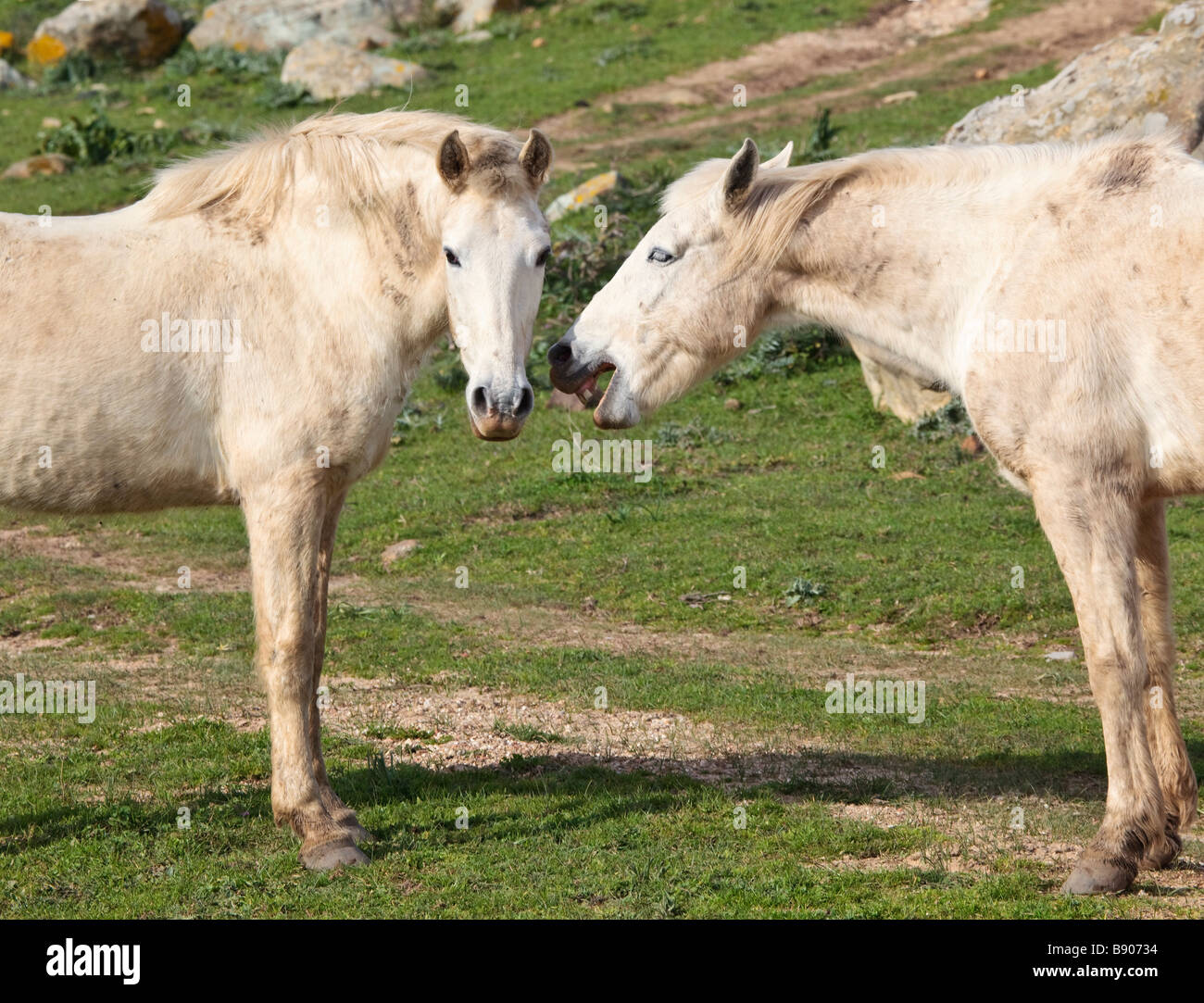 Zwei weiße Pferde Interaktion Stockfoto