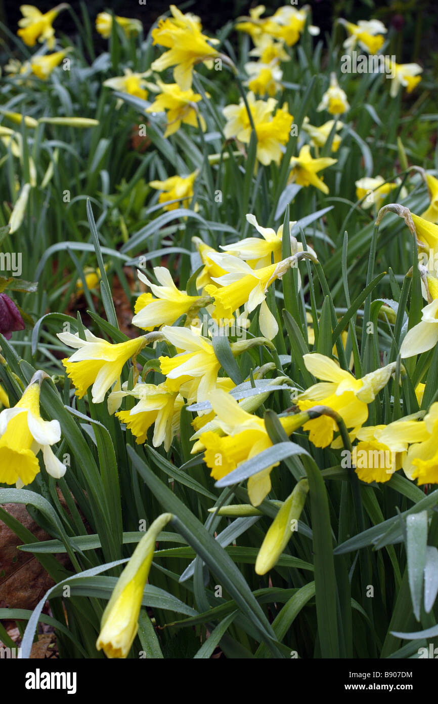 Narcissus Pseudonarcissus die Lilie Fastenzeit oder wilde Narzisse von Großbritannien Stockfoto