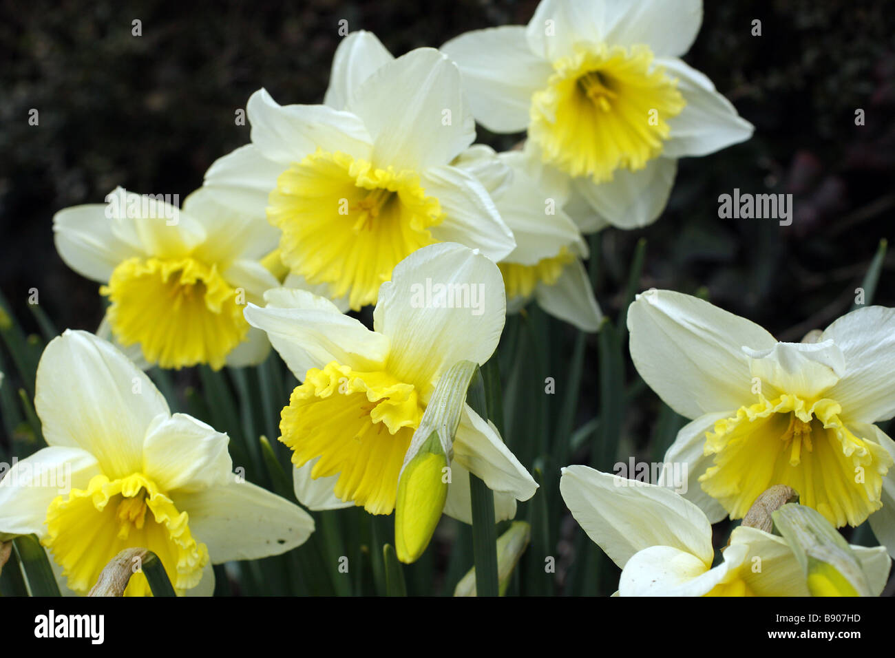 Narcissus Ice Follies AGM Stockfoto