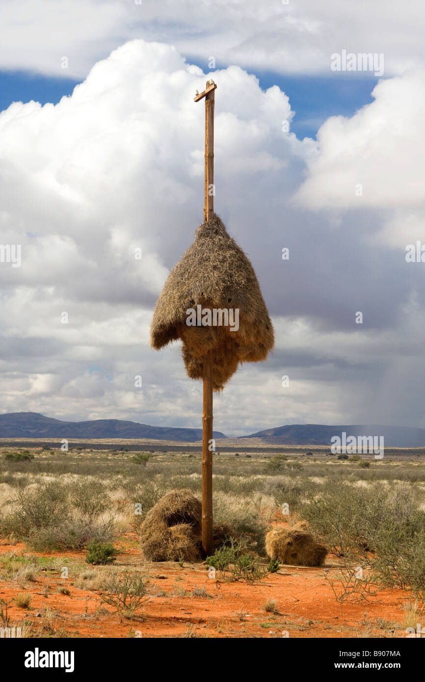 Ein geselliger Weaver Nest sitzt auf einem Telefonmast neben der Straße in die Northern Cape in Südafrika Stockfoto
