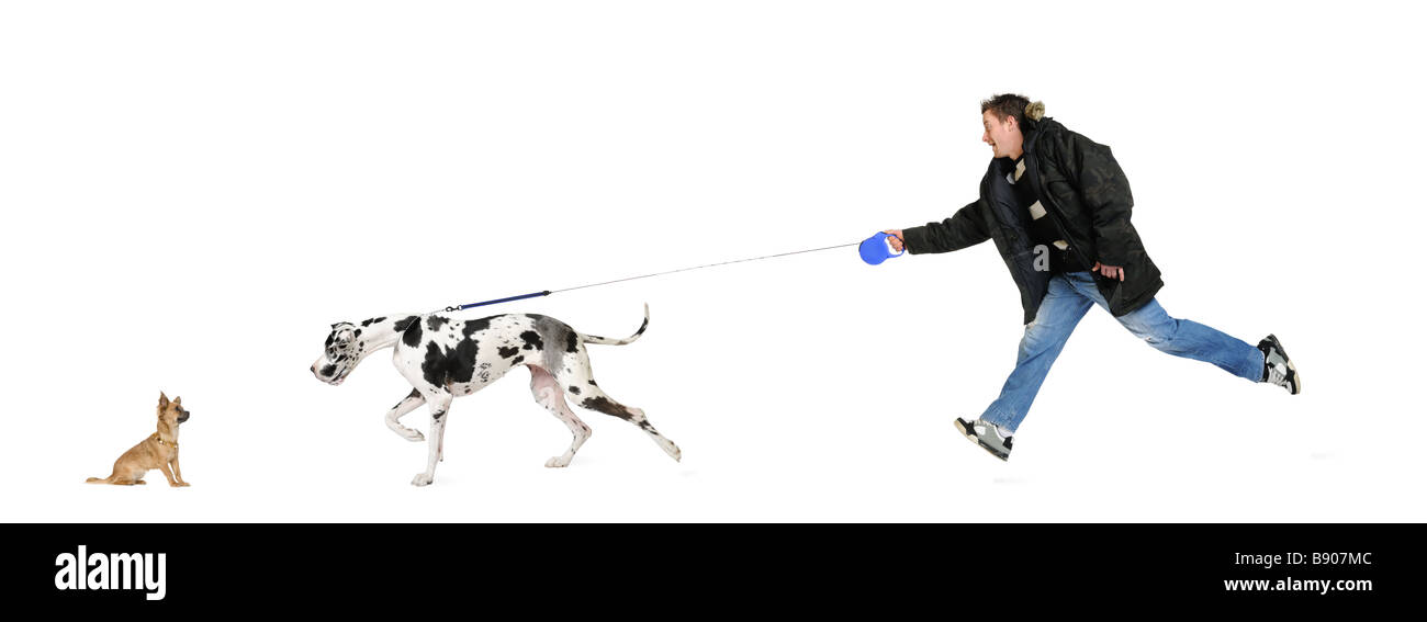 Mann geht seinen Hund Dogge 4 Jahre vor einem weißen Hintergrund Stockfoto