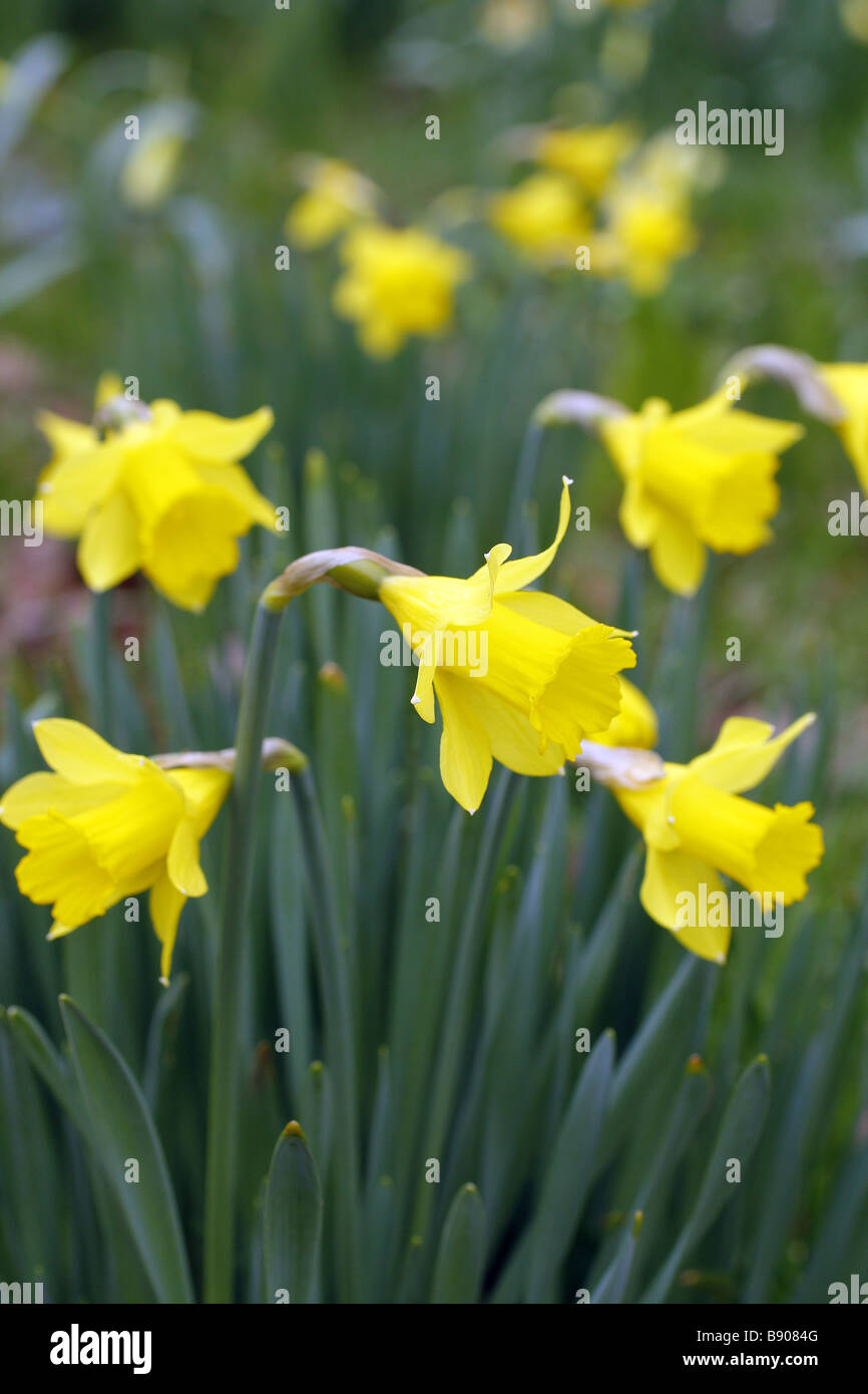 Narcissus Asturiensis AGM Stockfoto
