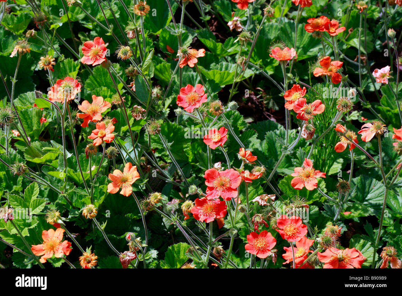 Geum coccineum Stockfoto