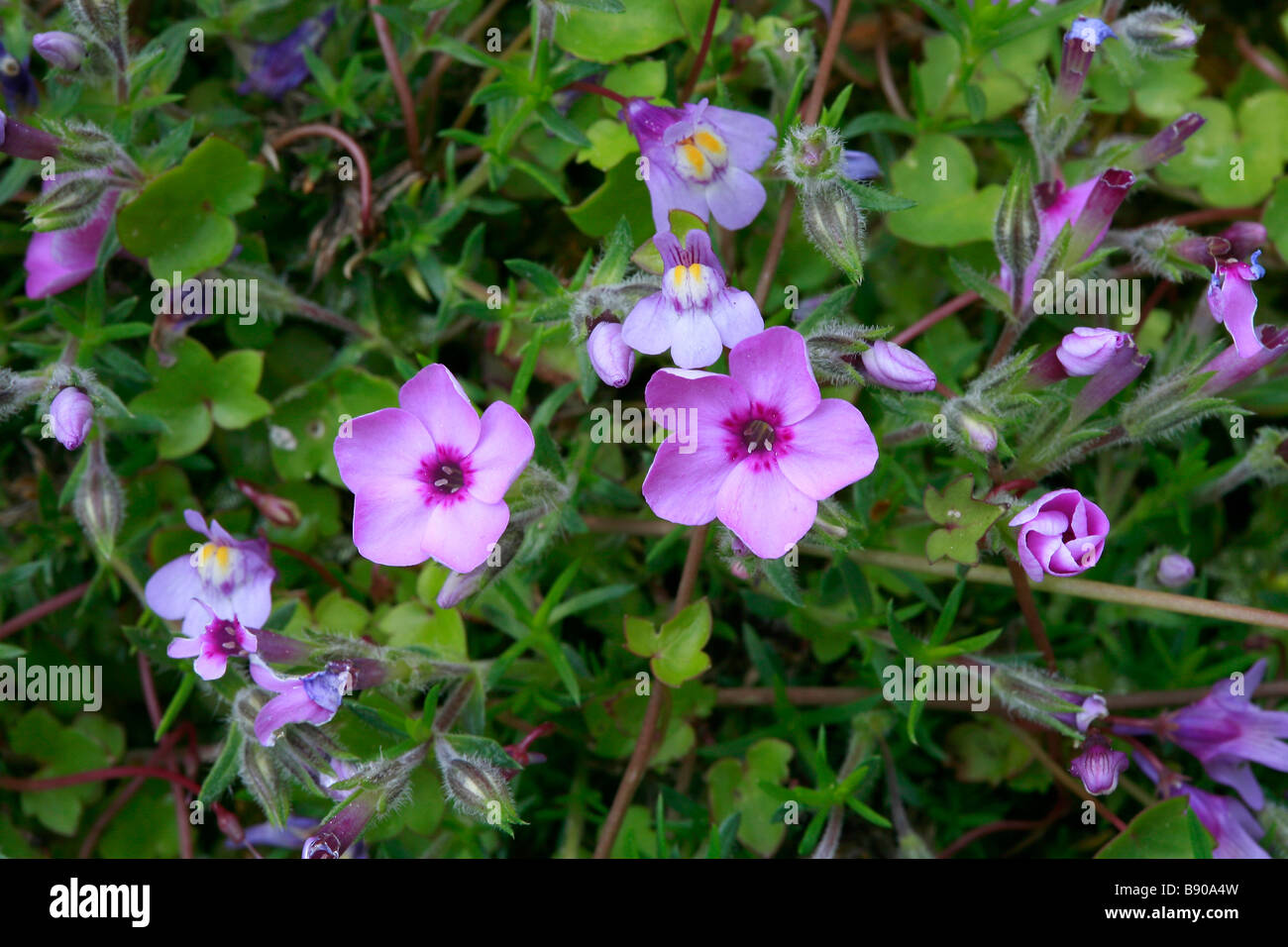 Phlox douglasii Stockfoto