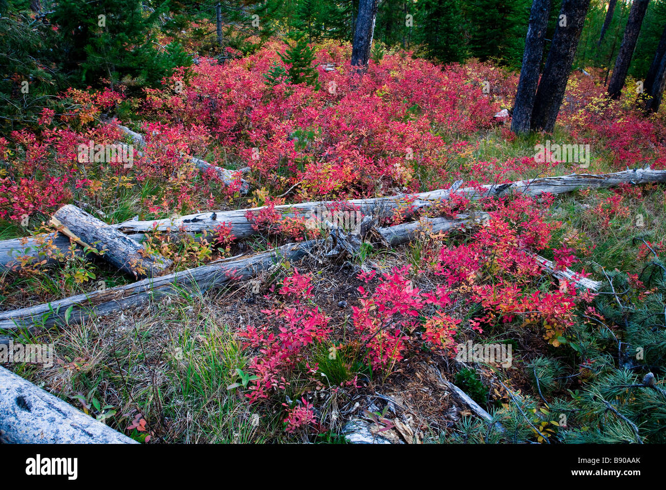 Herbstfarben, Farben im Wald in Grand Teton Nationalpark Stockfoto