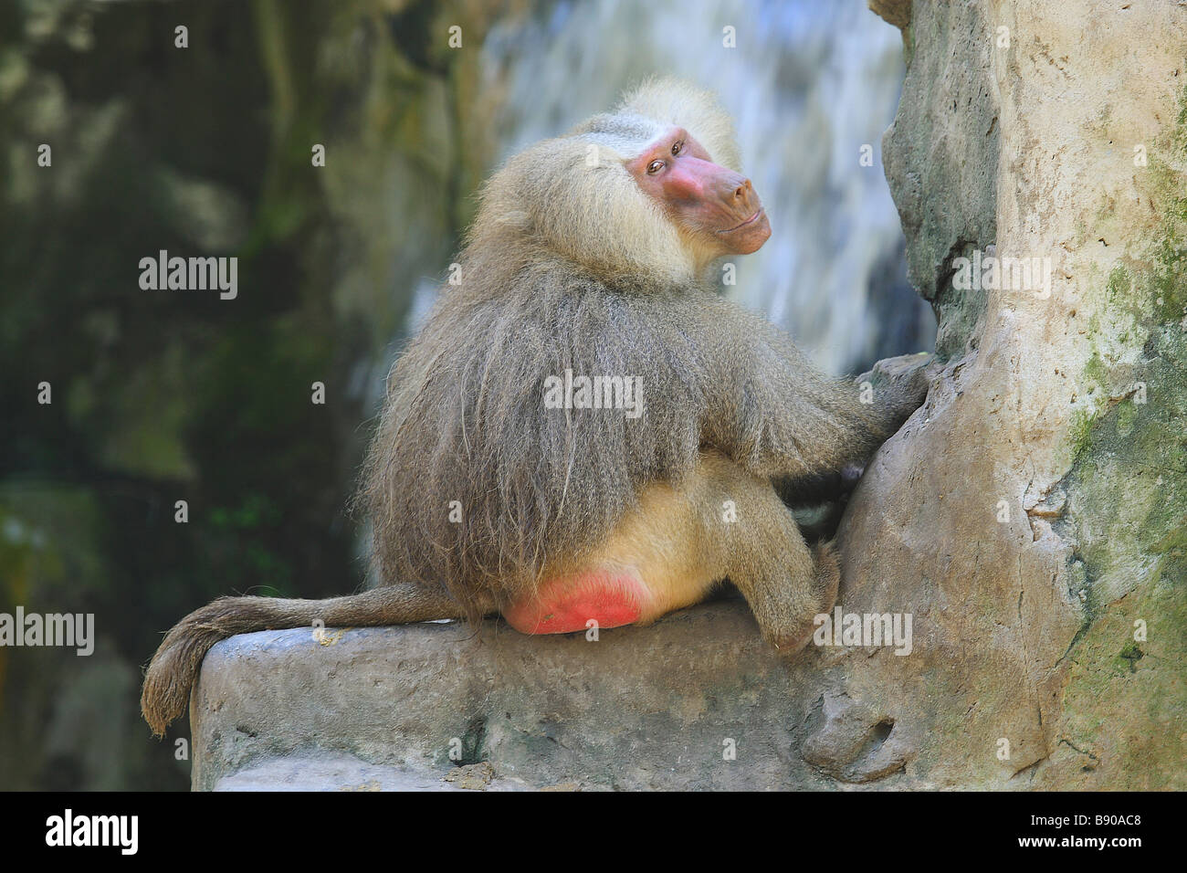 Hamadryas Pavian - sitzen auf Felsen / Papio Hamadryas Stockfoto