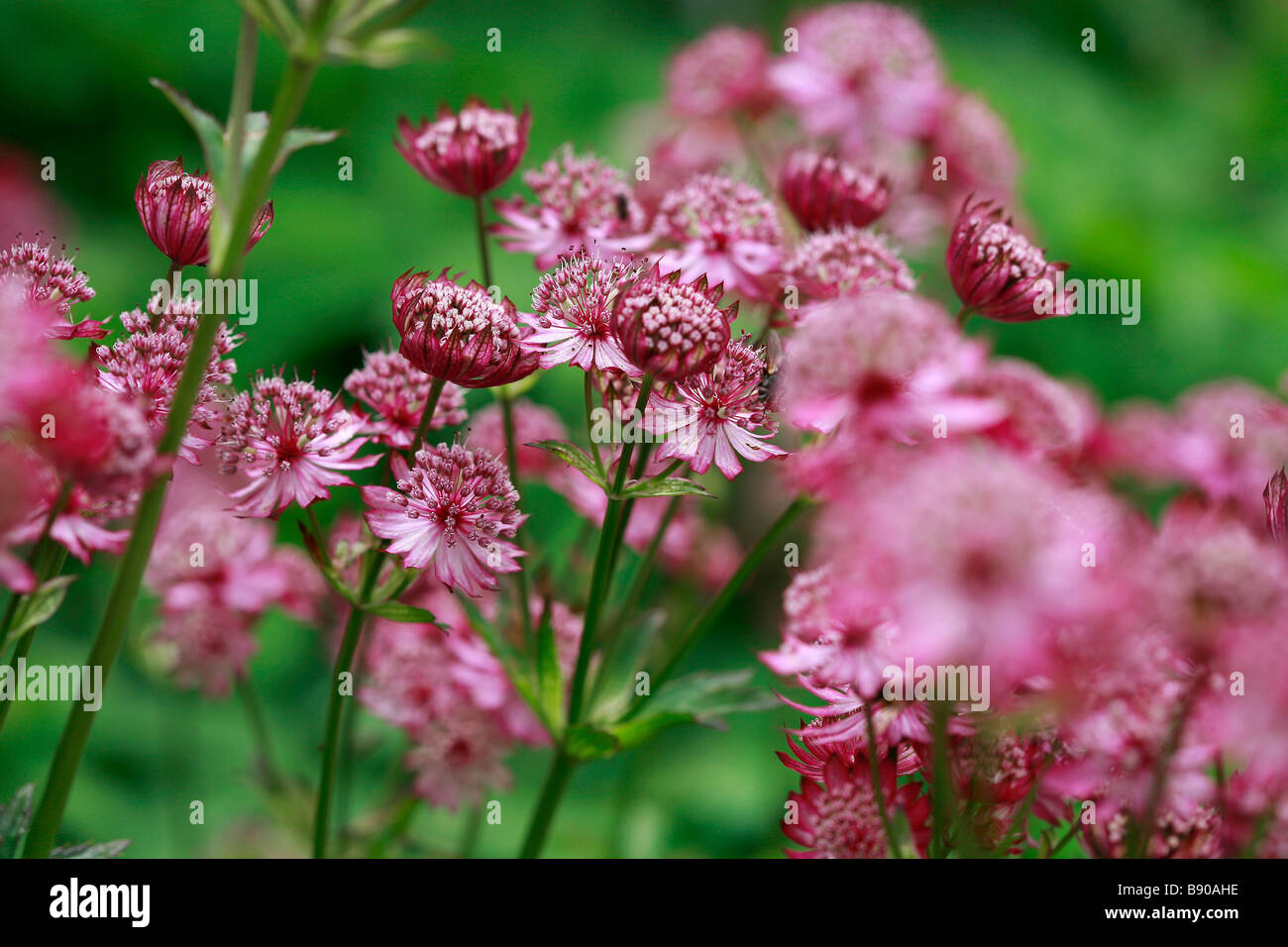 Astrantia major 'Rubra' Stockfoto