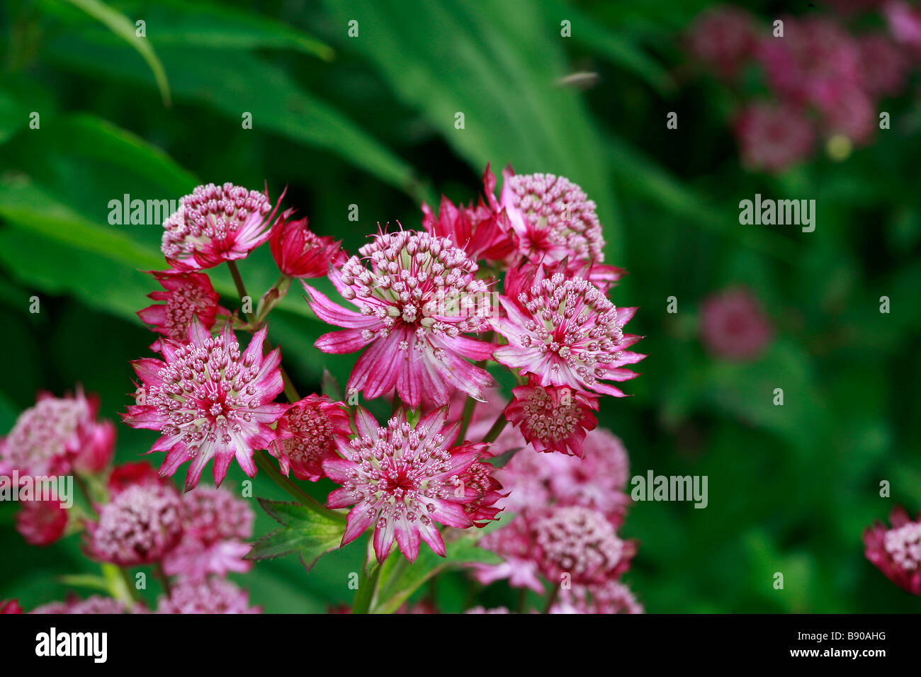 Astrantia major 'Rubra' Stockfoto
