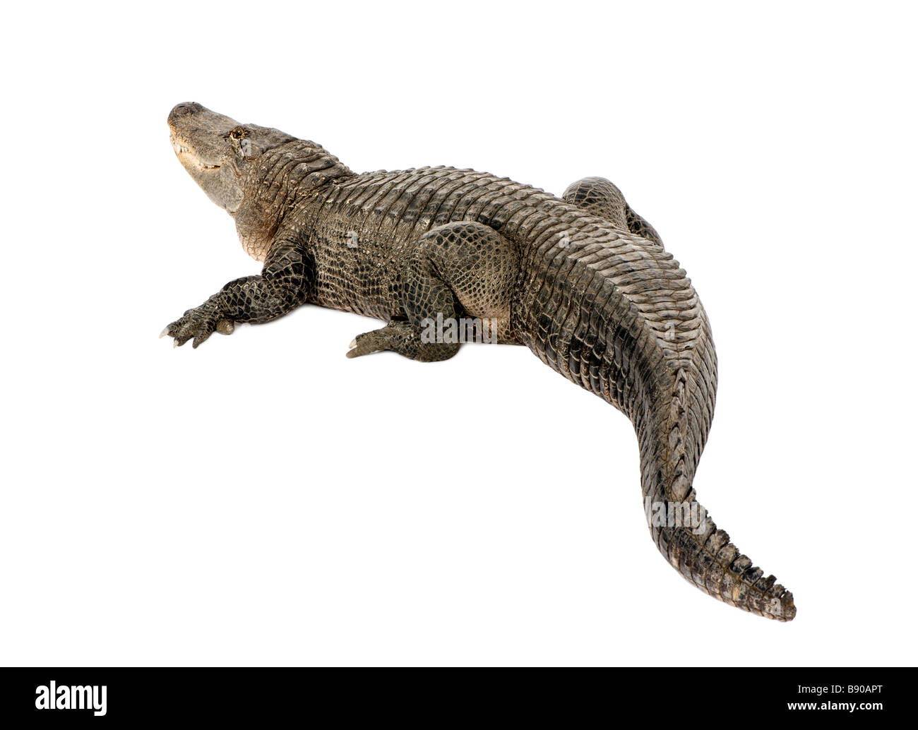 American Alligator 30 Jahre Alligator Mississippiensis vor einem weißen Hintergrund Stockfoto